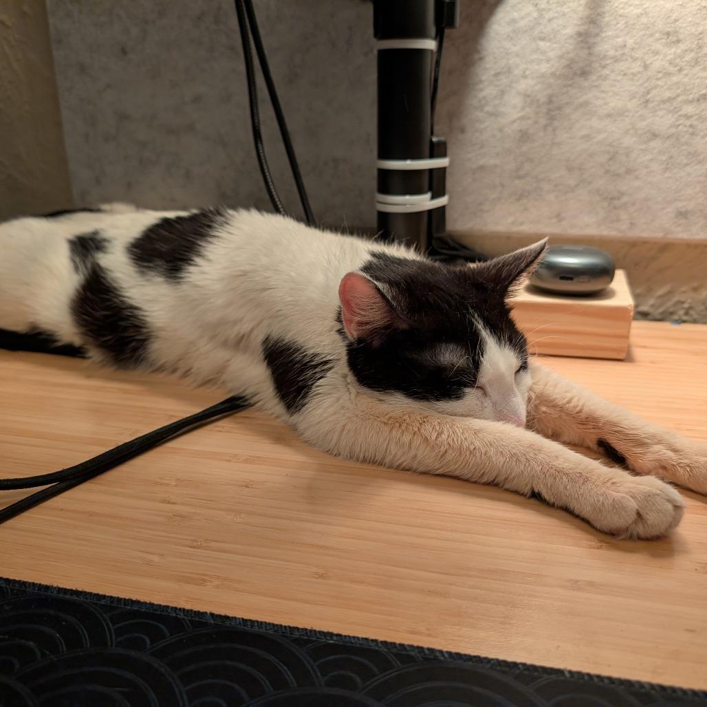 Marbled Rye, a Adoptable Domestic Short Hair in St. Paul, MN image 2/6