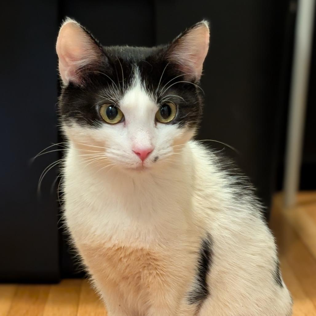 Marbled Rye, a Adoptable Domestic Short Hair in St. Paul, MN image 3/6