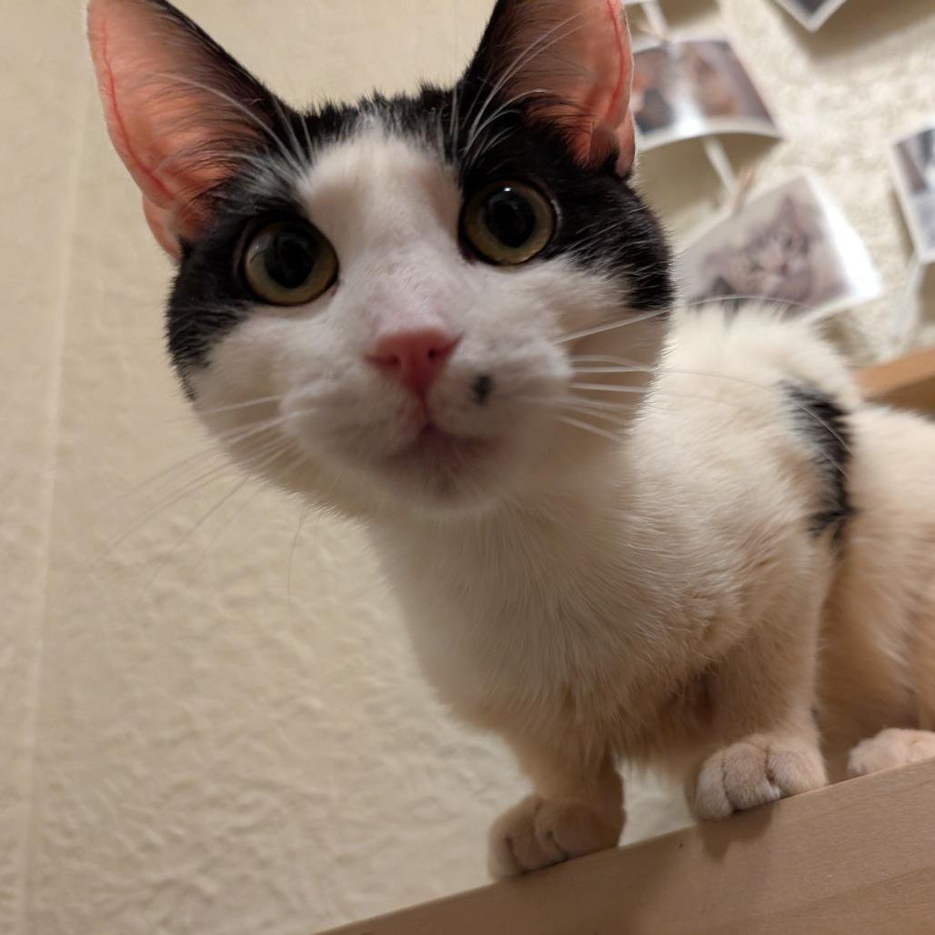 Marbled Rye, a Adoptable Domestic Short Hair in St. Paul, MN image 4/6