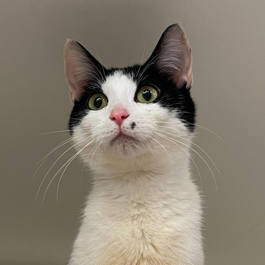 Marbled Rye, a Adoptable Domestic Short Hair in St. Paul, MN image 6/6