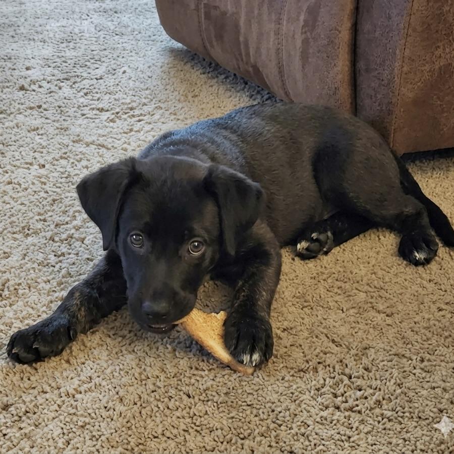 Daphne, ADOPTABLE, Puppy Female Labrador Retriever.