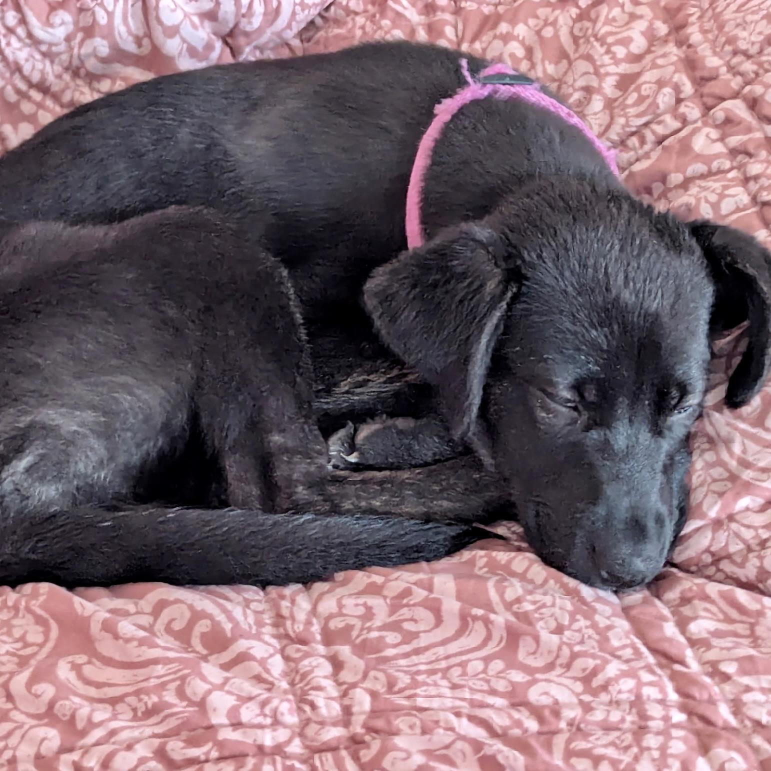 Daphne, a ADOPTABLE mixed breed in Prior Lake, MN image 5/6