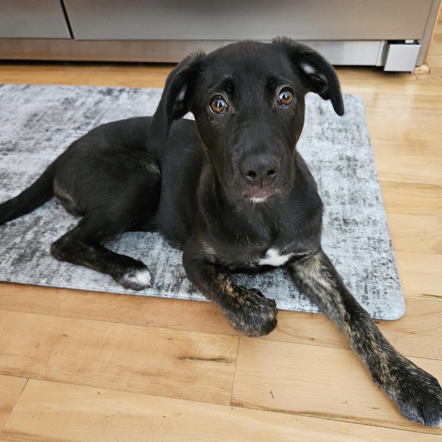 Daphne, a ADOPTABLE mixed breed in Prior Lake, MN image 3/6