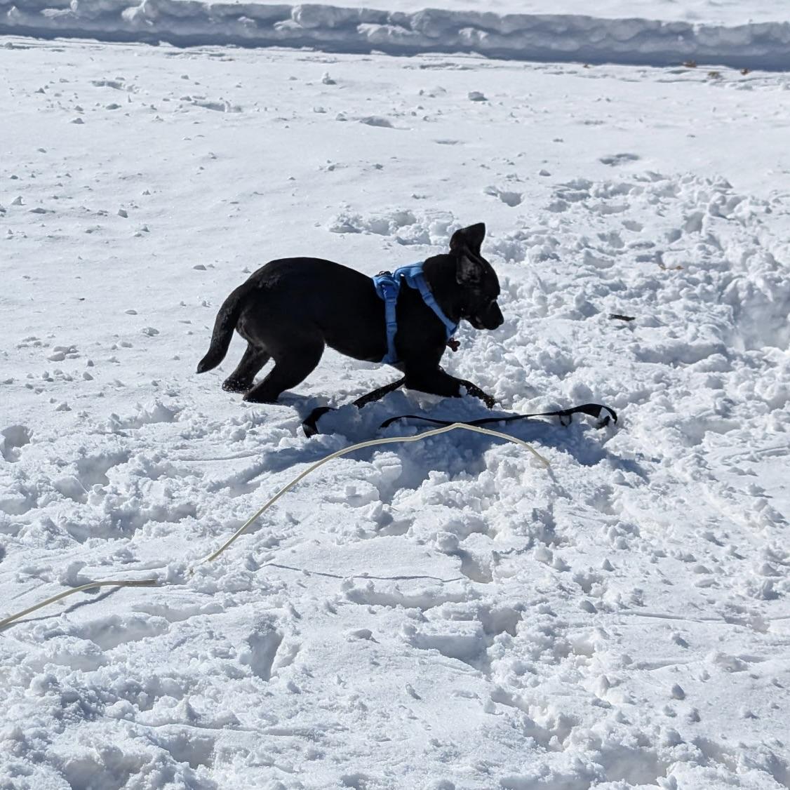 Daphne, a ADOPTABLE mixed breed in Prior Lake, MN image 4/6