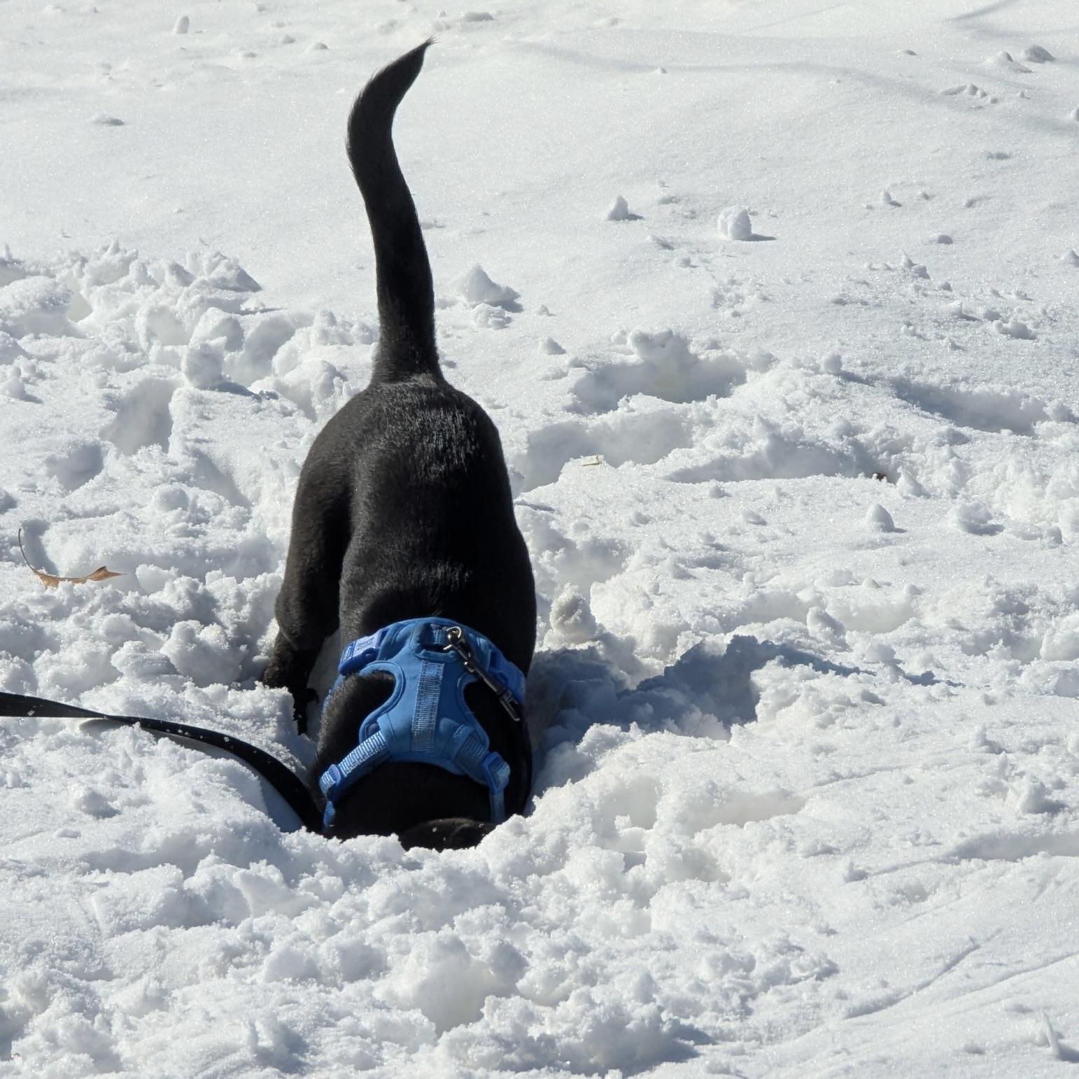 Daphne, a ADOPTABLE mixed breed in Prior Lake, MN image 2/6