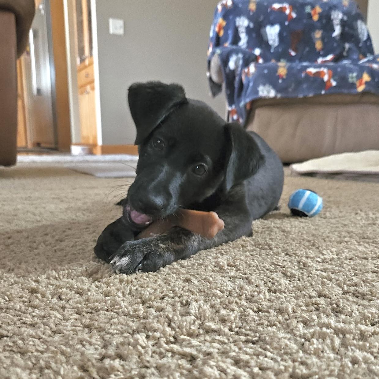 Daphne, a ADOPTABLE mixed breed in Prior Lake, MN image 6/6