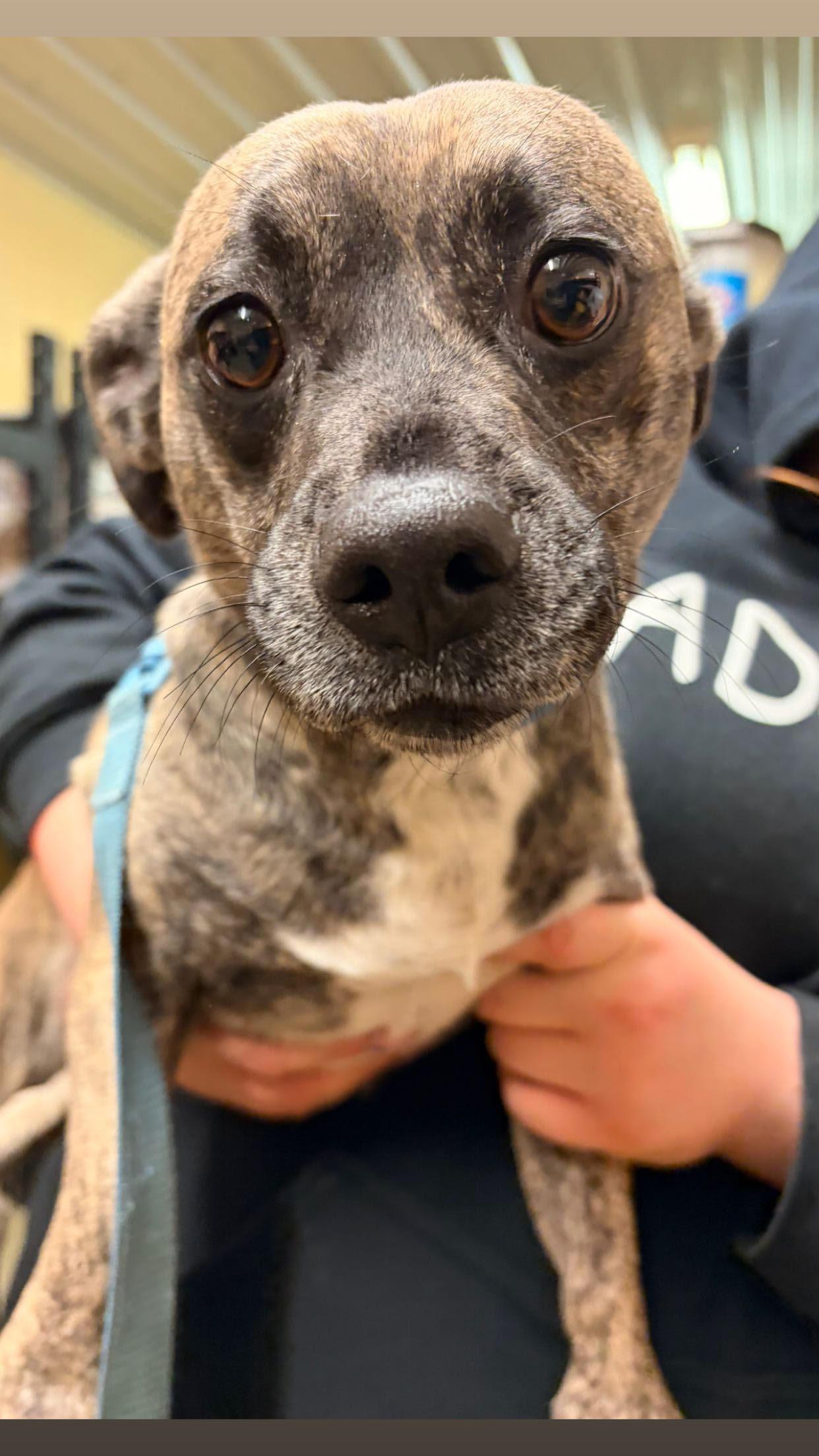 Tessa, adopted, Young Female Terrier.