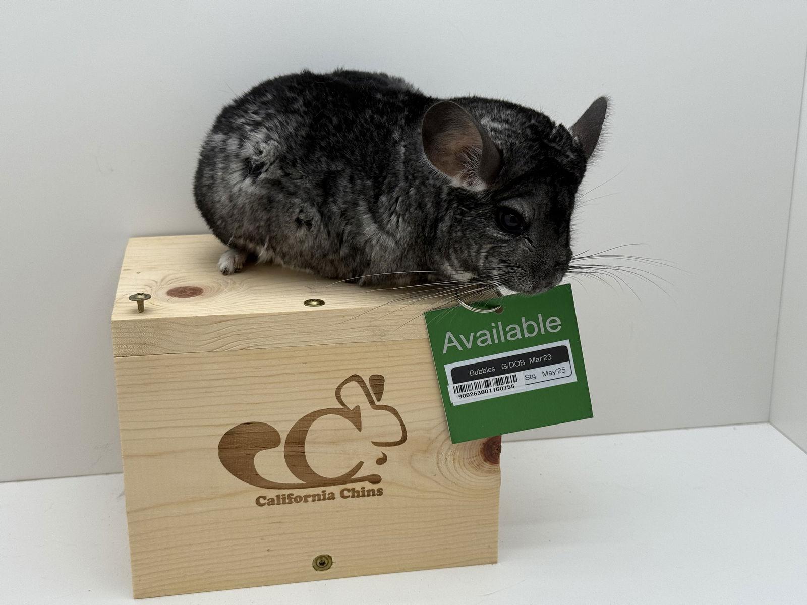 Bubbles, Adopted, Young Female Chinchilla.