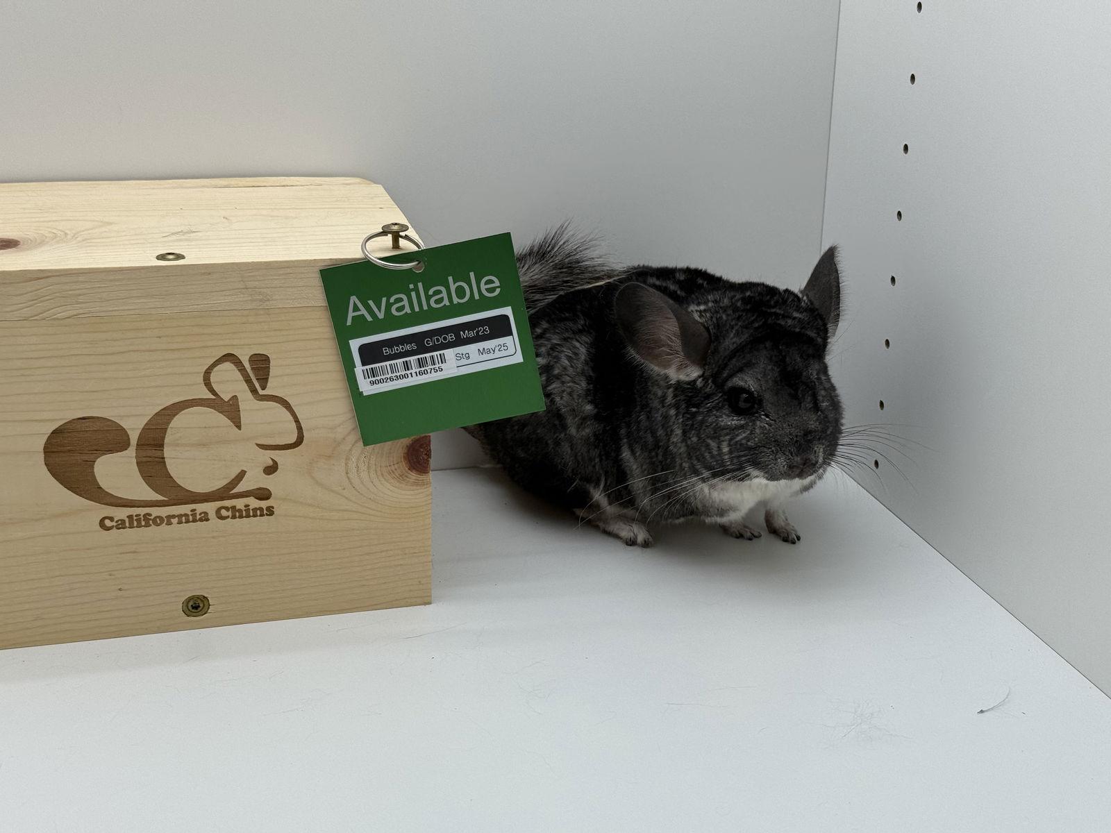 Enlarge Bubbles, a Adopted Chinchilla in Sunnyvale, CA image 2/3