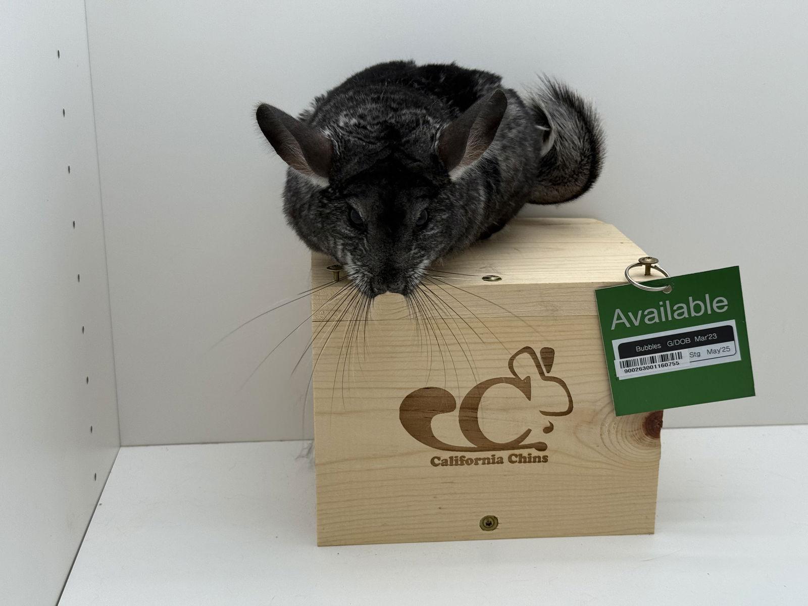 Enlarge Bubbles, a Adopted Chinchilla in Sunnyvale, CA image 3/3