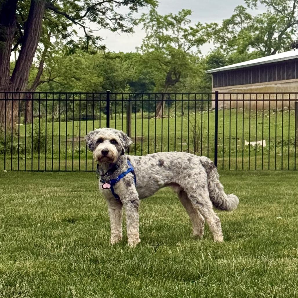 Tobias, a Adoptable mixed breed in Sinking Spring, PA image 5/6