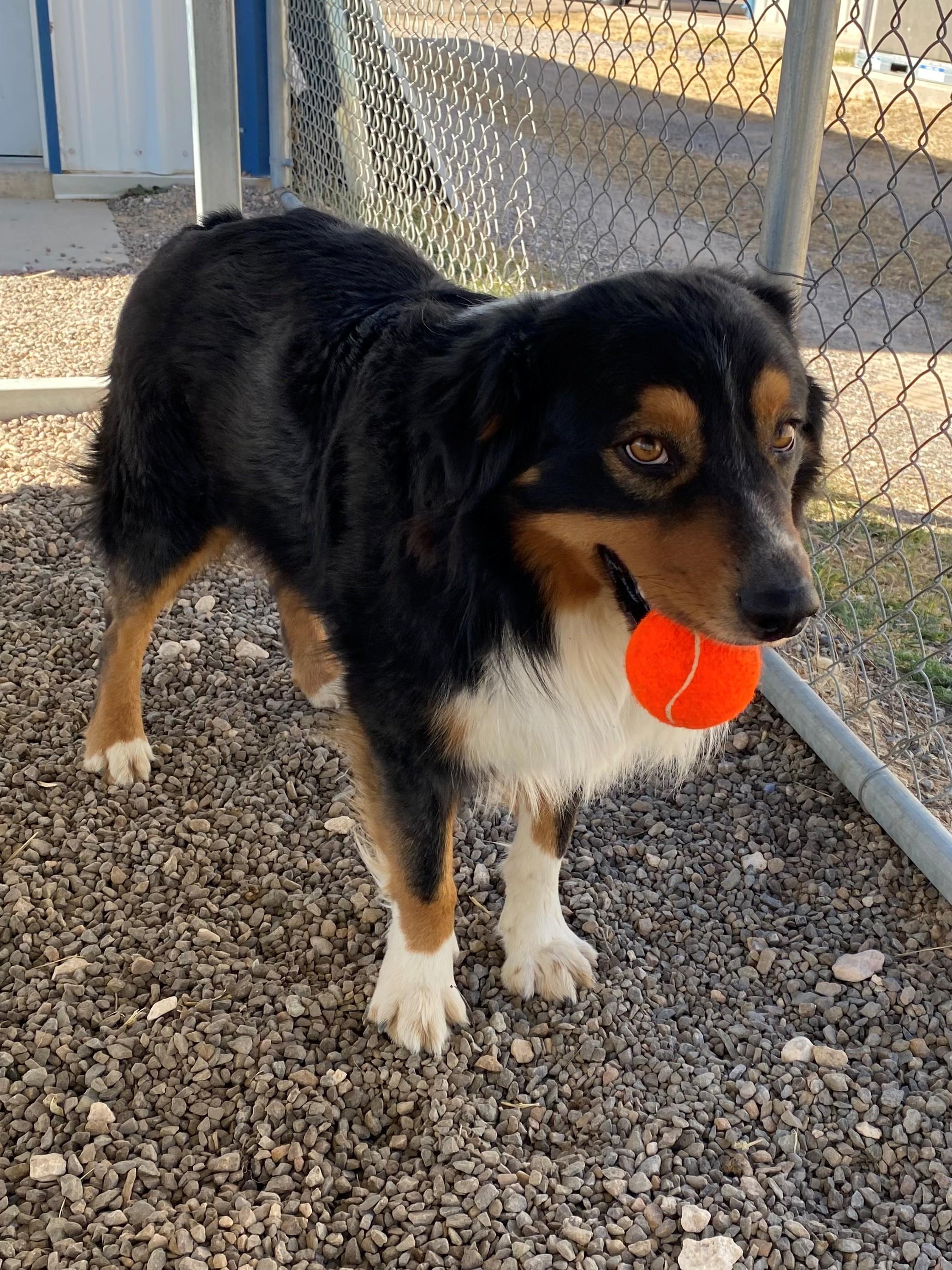 Enlarge Bert, an adopted Australian Shepherd in Fort Collins, CO image 4/4