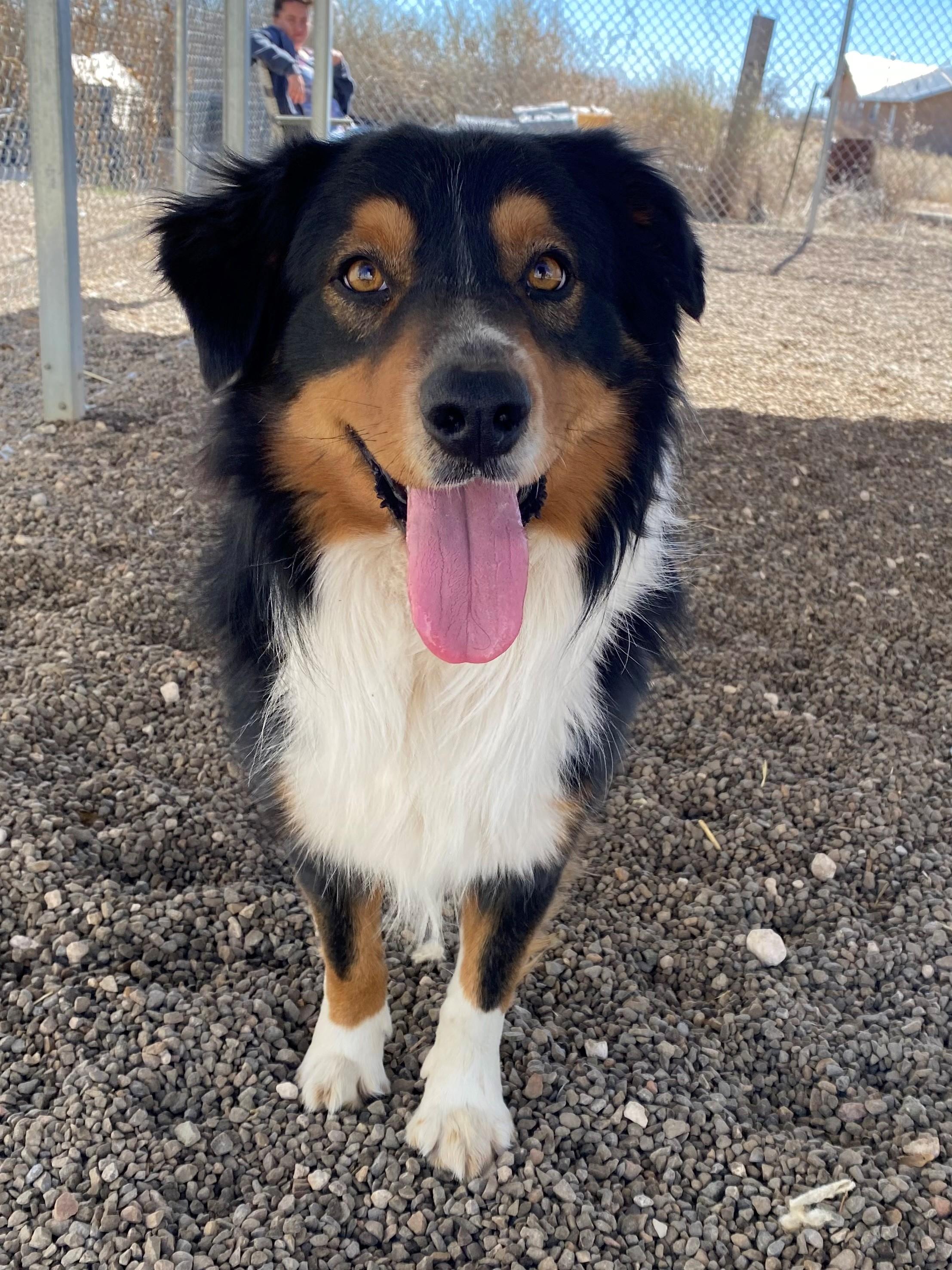 Enlarge Bert, an adopted Australian Shepherd in Fort Collins, CO image 1/4