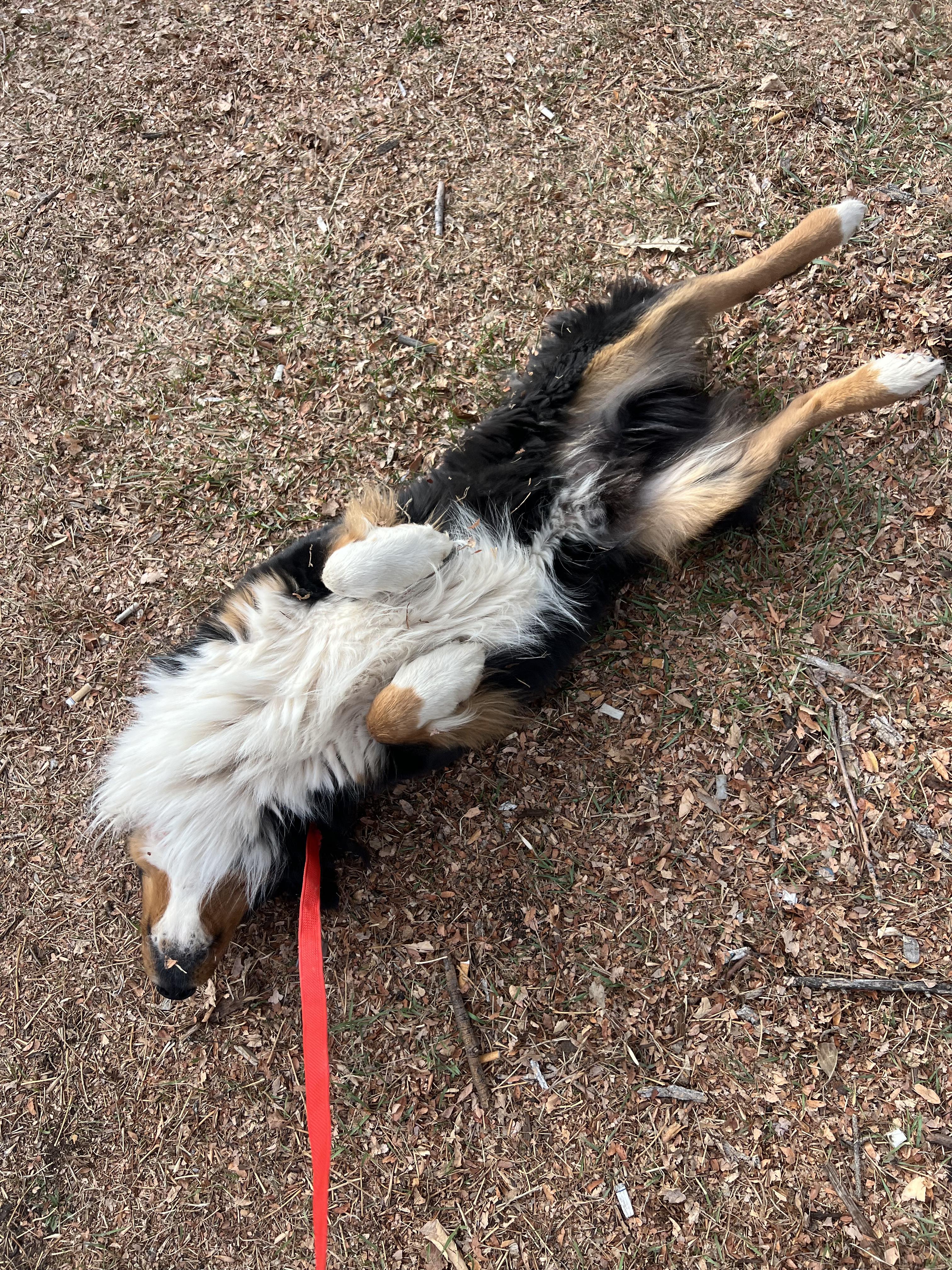Enlarge Bert, an adopted Australian Shepherd in Fort Collins, CO image 2/4