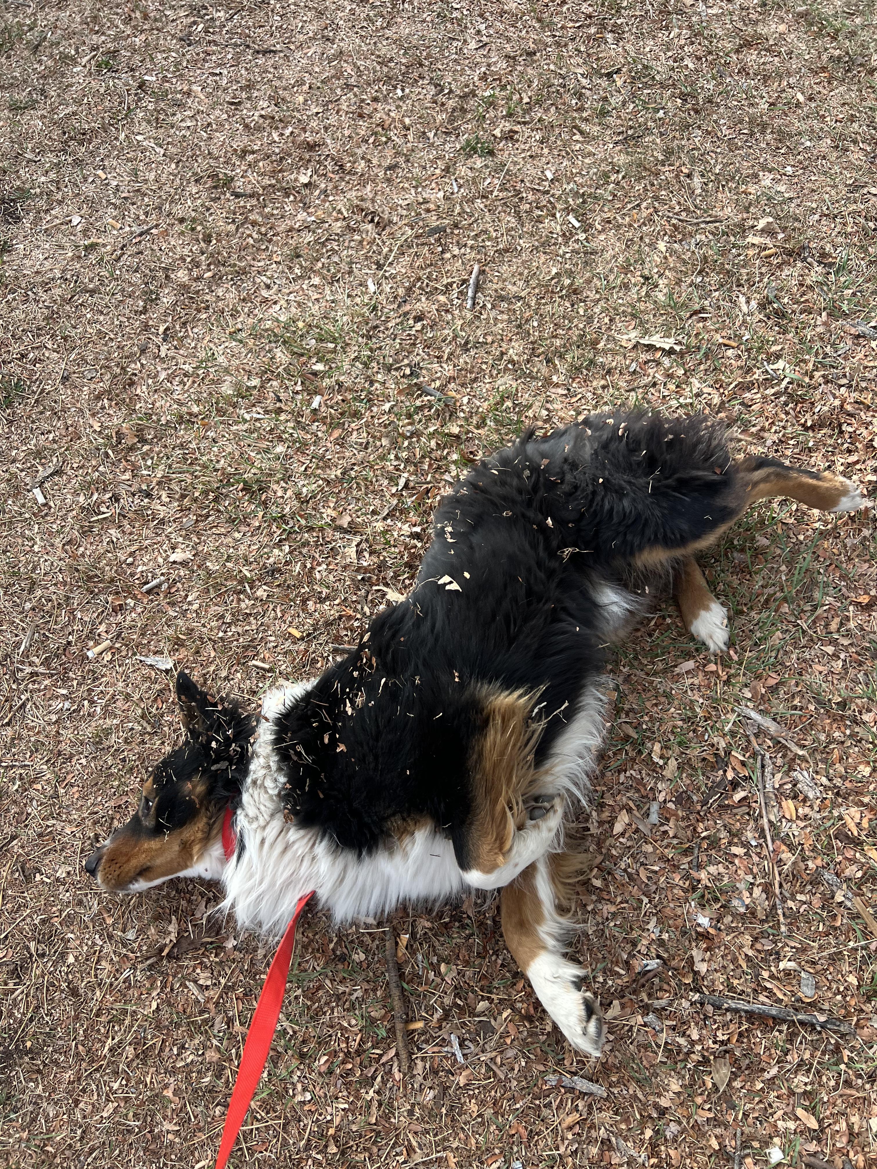 Enlarge Bert, an adopted Australian Shepherd in Fort Collins, CO image 3/4