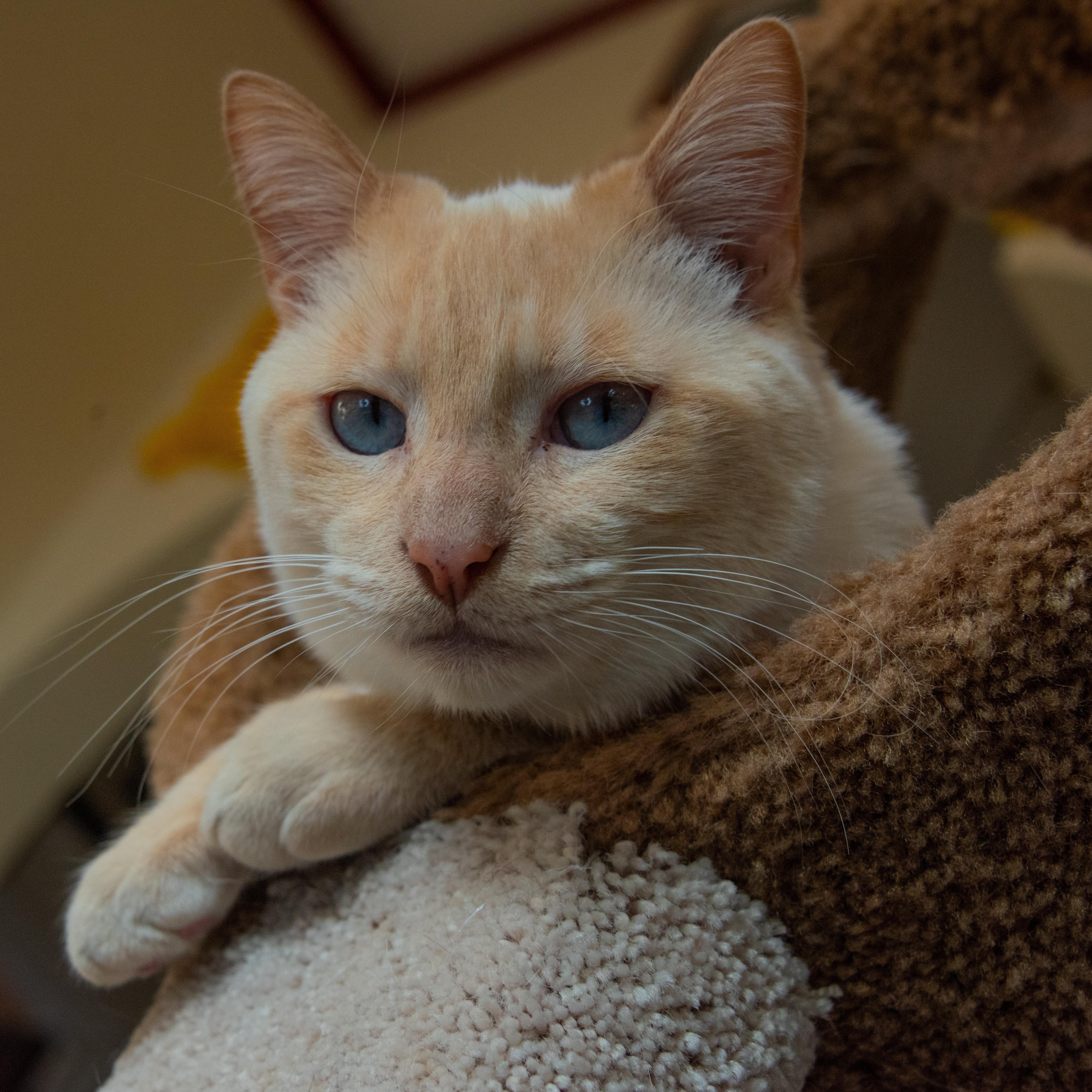 Enlarge Pingus (& Kendrick), a Adoptable Domestic Short Hair in Chicago, IL image 1/5