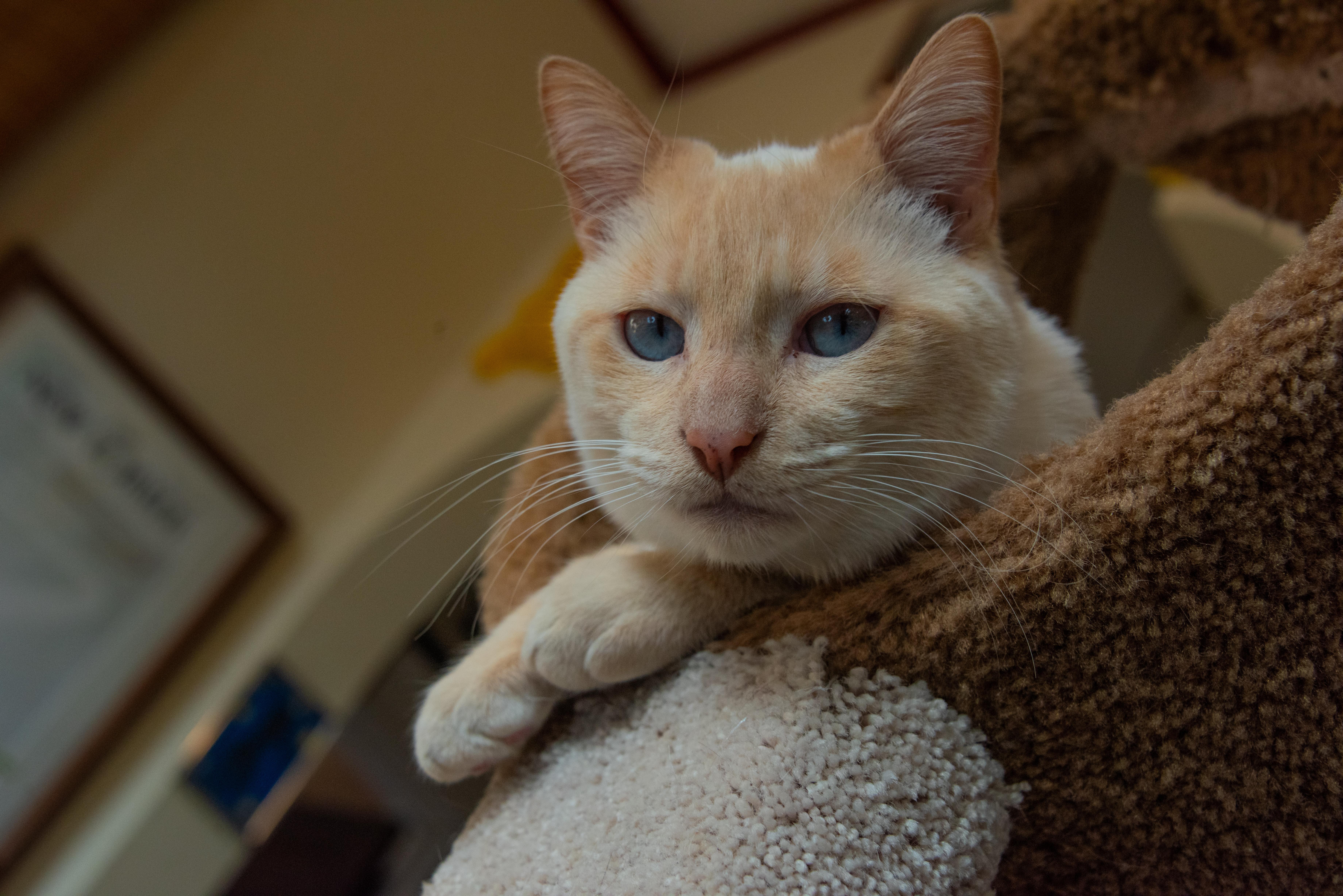 Enlarge Pingus (& Kendrick), a Adoptable Domestic Short Hair in Chicago, IL image 1/5