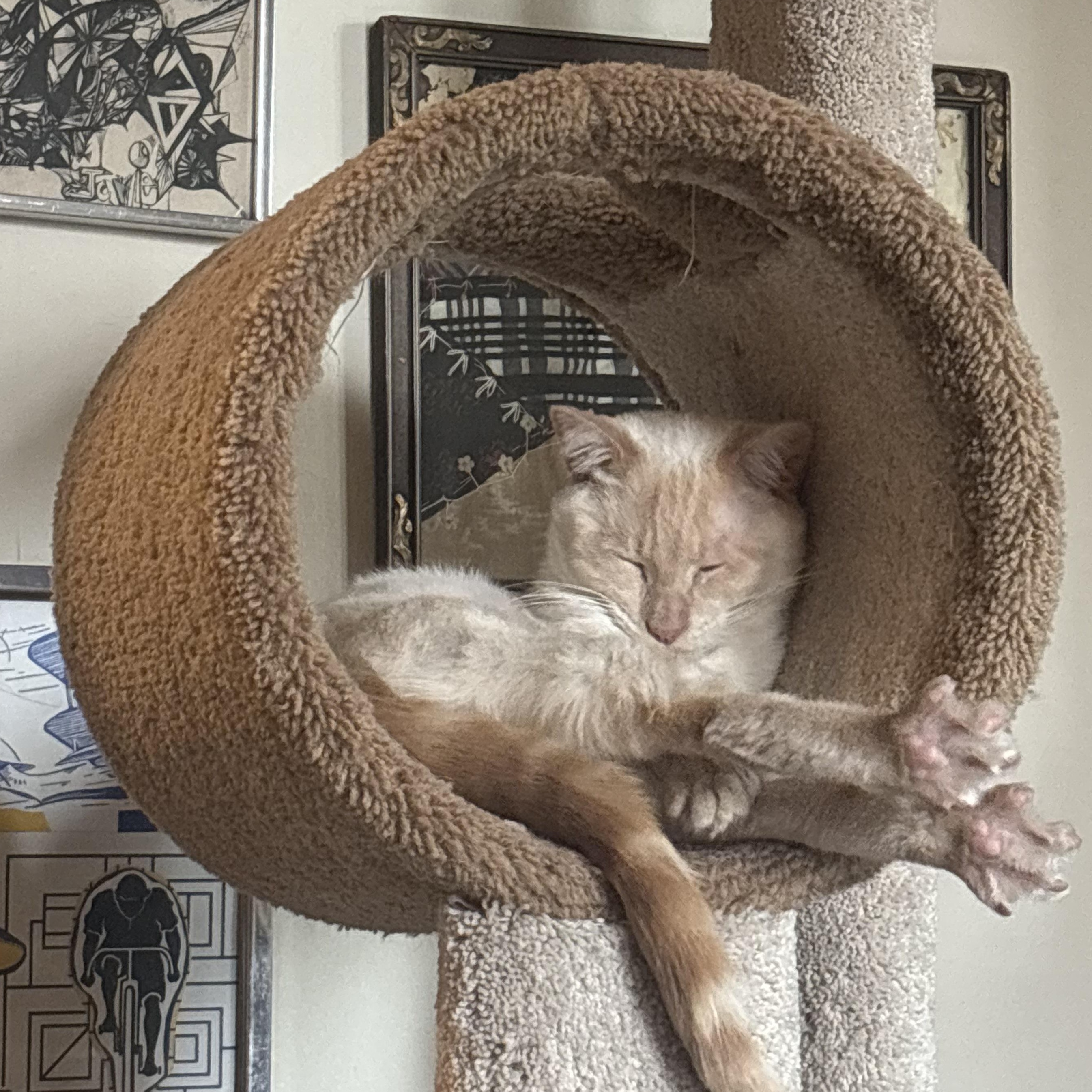 Enlarge Pingus (& Kendrick), a Adoptable Domestic Short Hair in Chicago, IL image 4/5