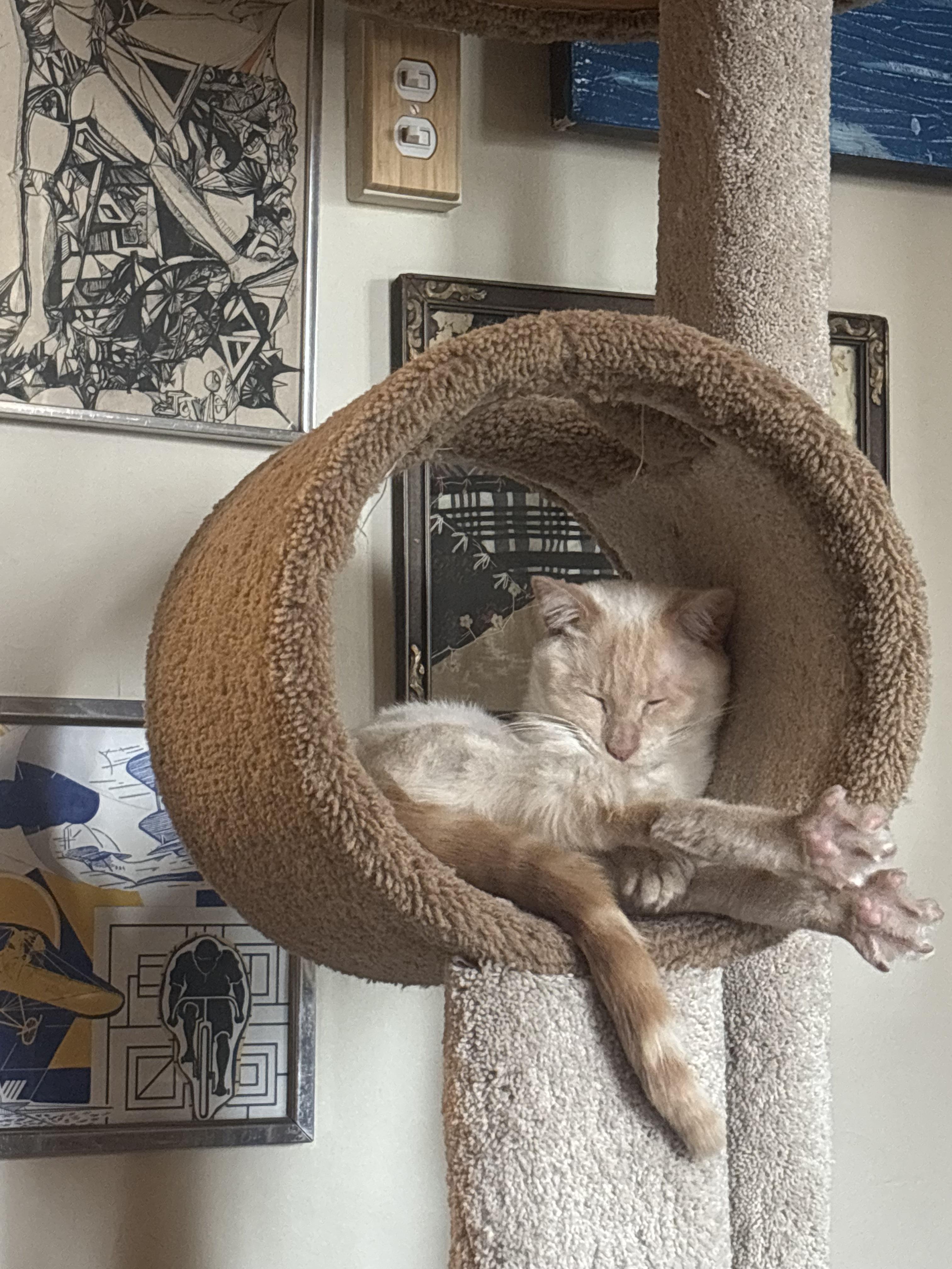 Enlarge Pingus (& Kendrick), a Adoptable Domestic Short Hair in Chicago, IL image 4/5