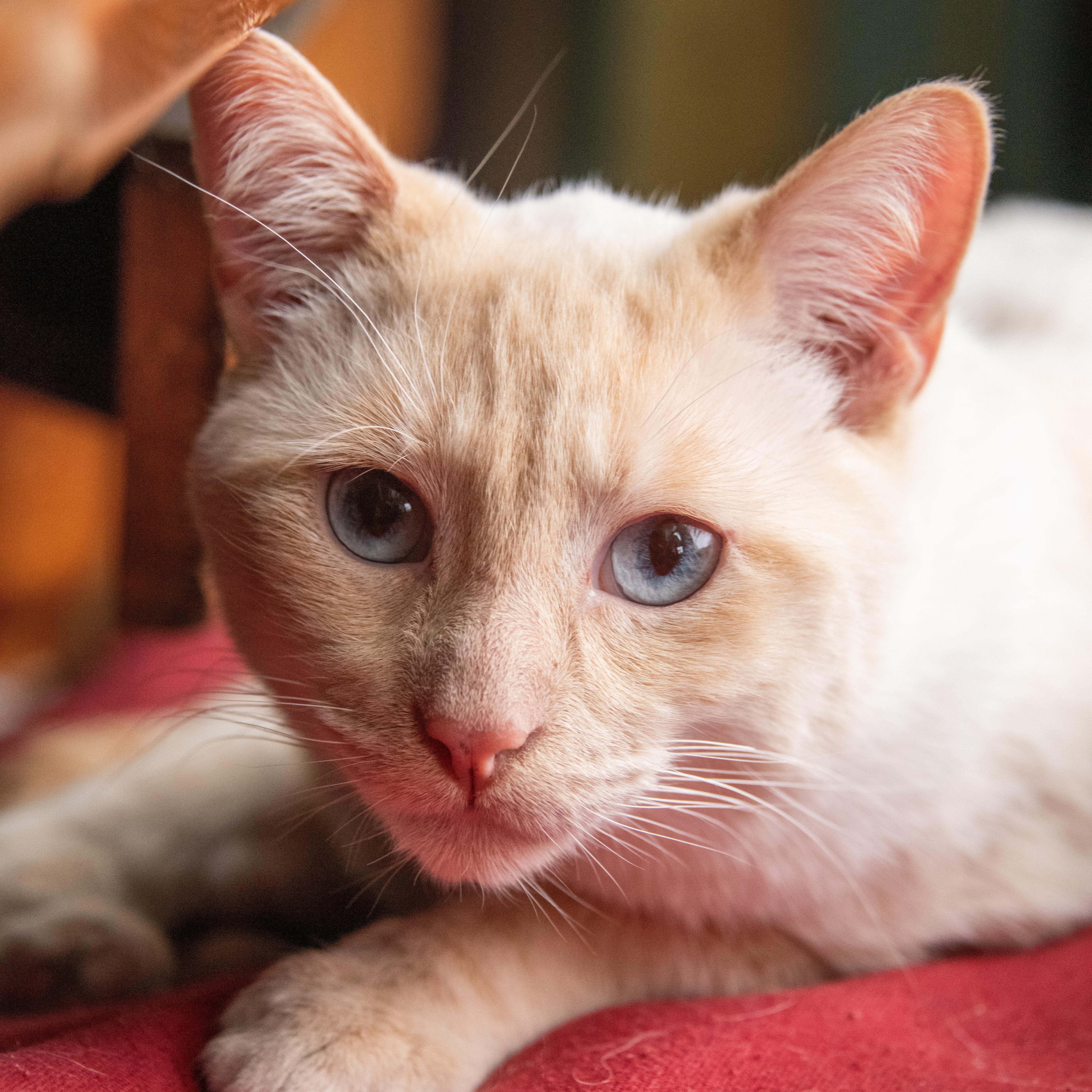 Pingus (& Kendrick), a Adoptable Domestic Short Hair in Chicago, IL image 1/5