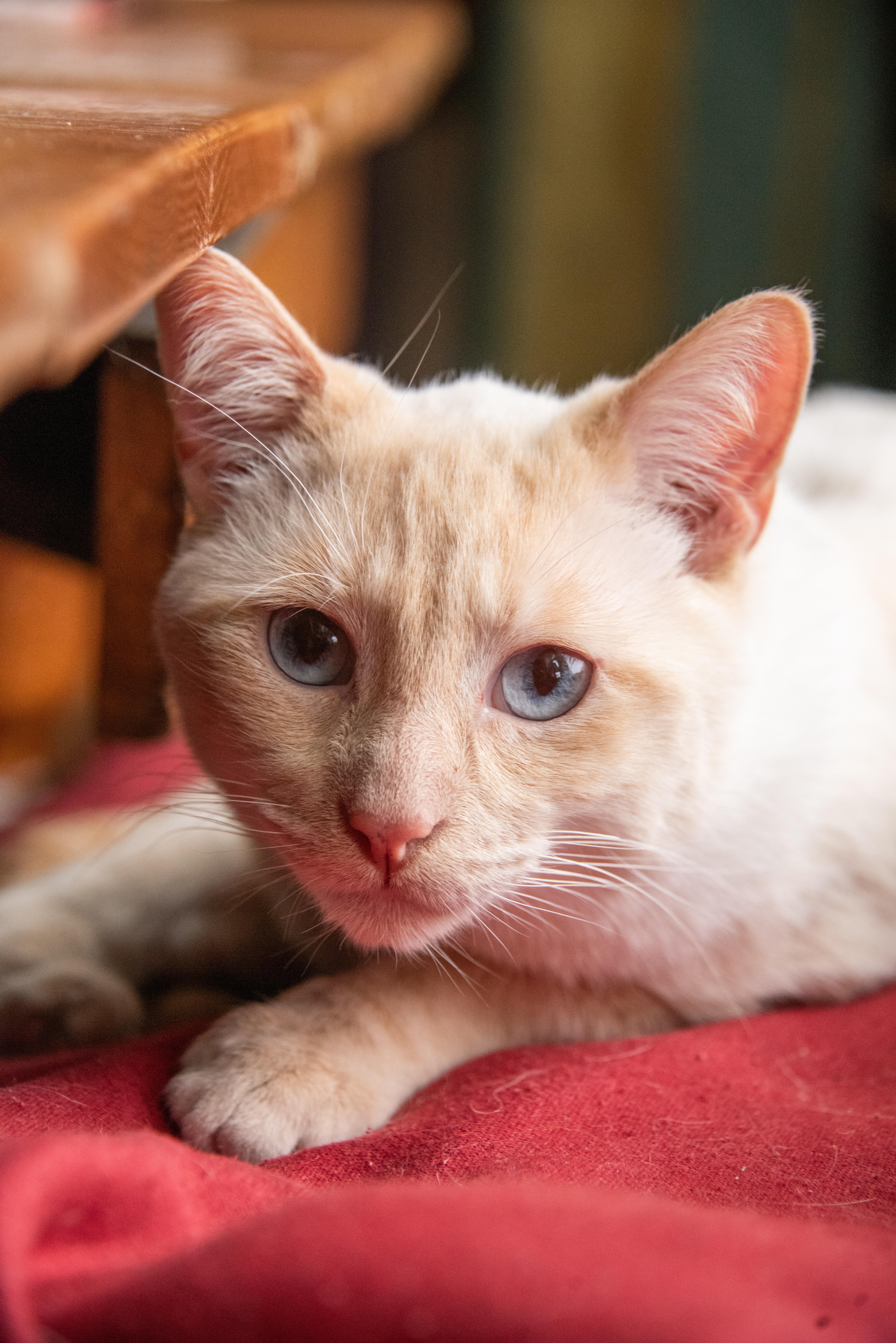 Enlarge Pingus (& Kendrick), a Adoptable Domestic Short Hair in Chicago, IL image 5/5