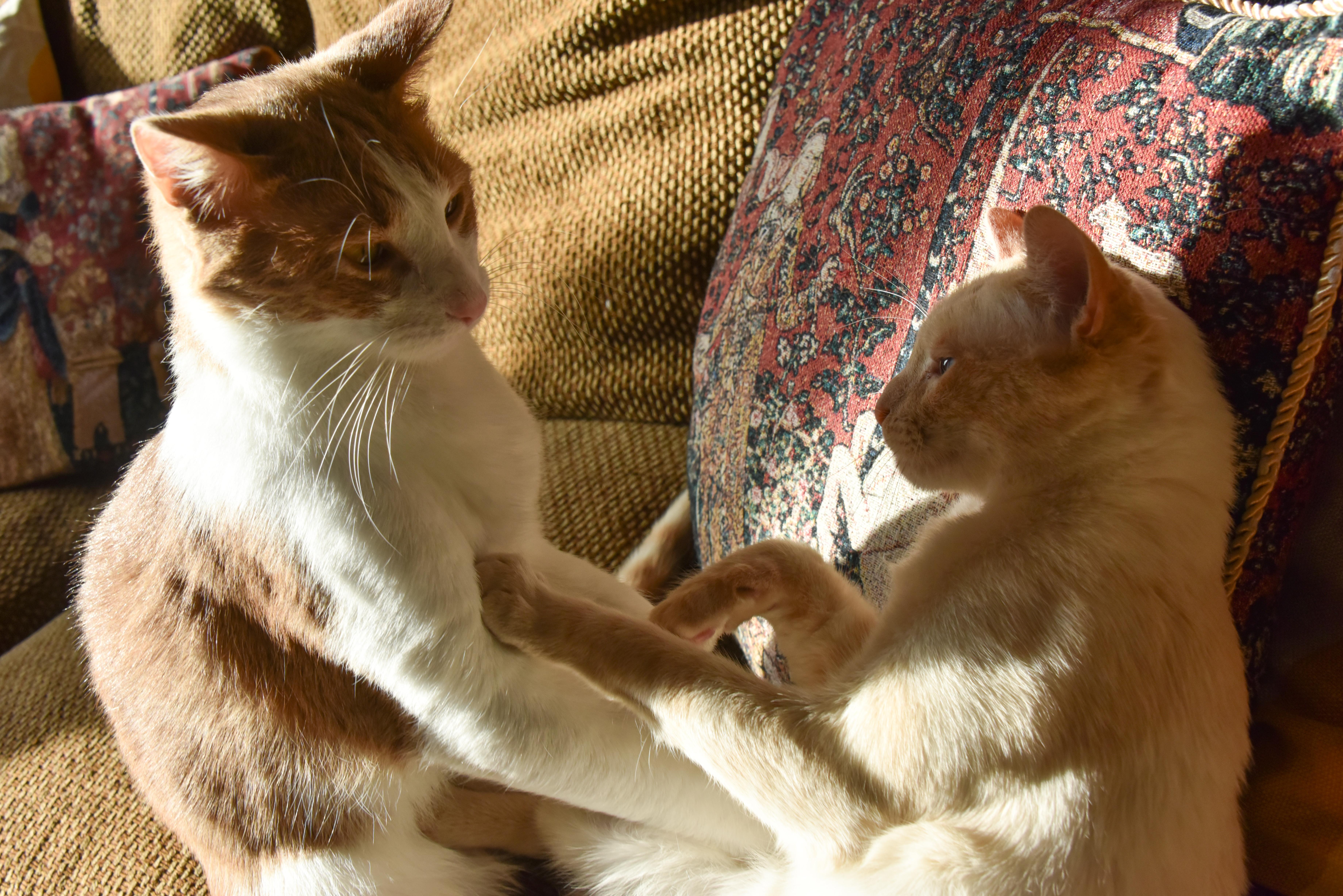 Enlarge Pingus (& Kendrick), a Adoptable Domestic Short Hair in Chicago, IL image 3/5