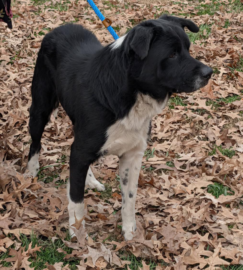 Oliver (Photos 11/14/2025)