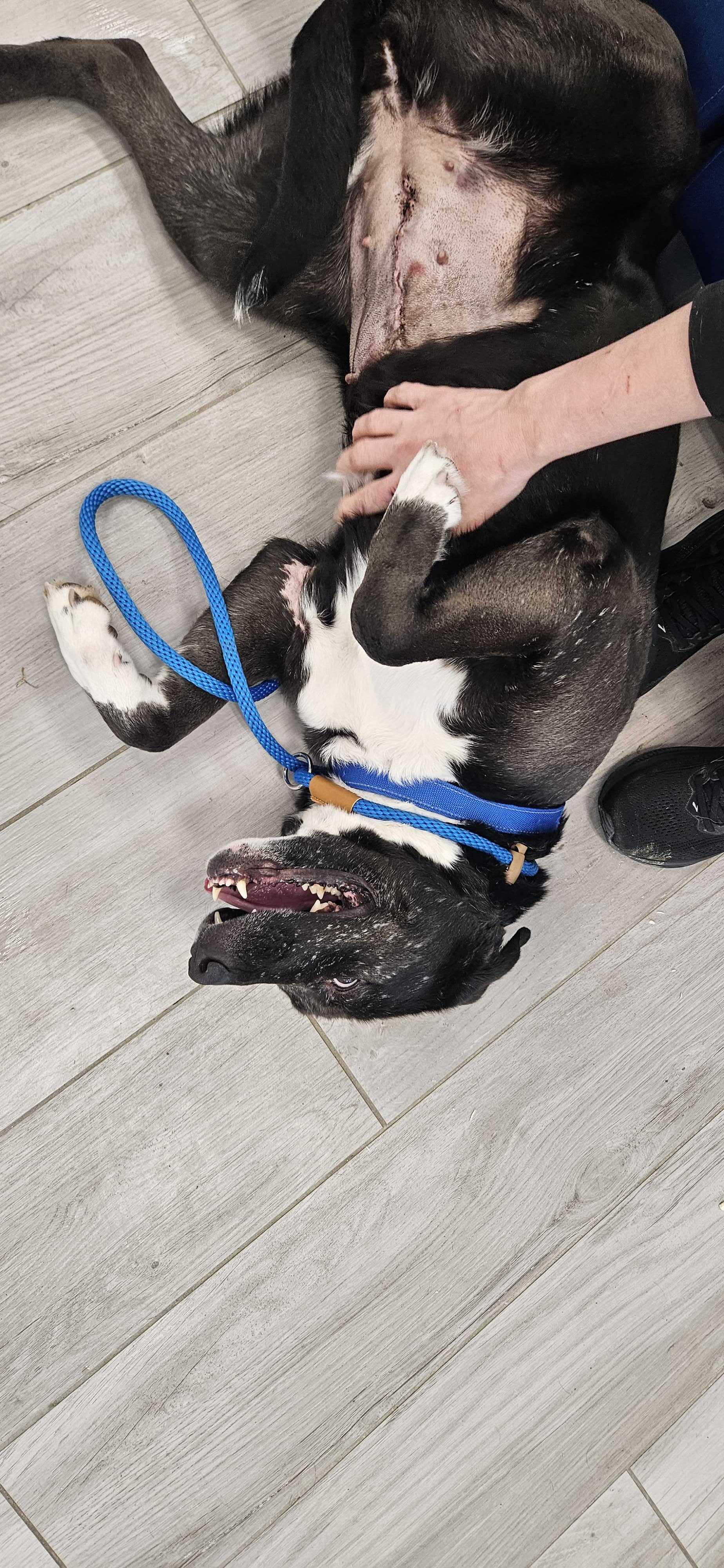 Enlarge Princess , a Adoptable mixed breed in Maidens, VA image 4/6