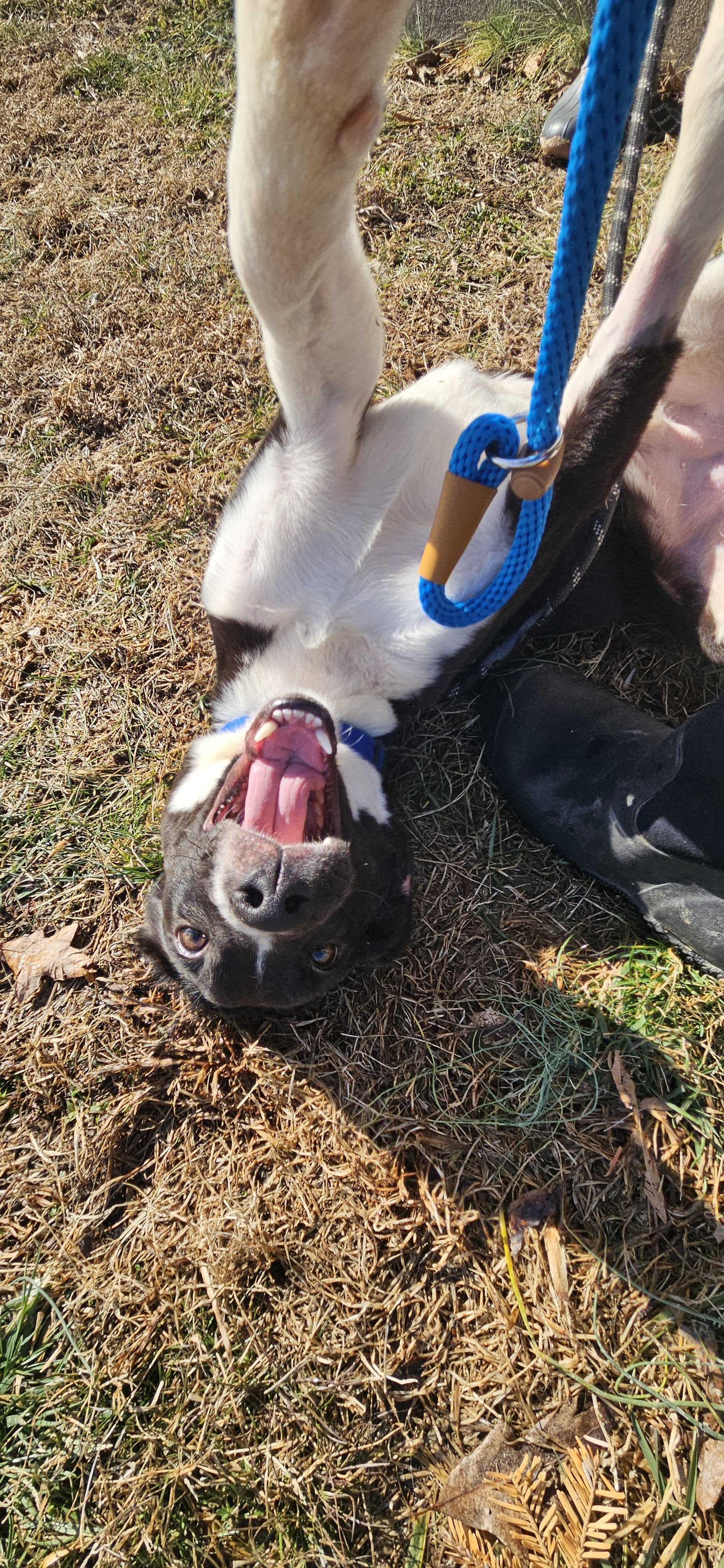 Enlarge Princess , a Adoptable mixed breed in Maidens, VA image 5/6