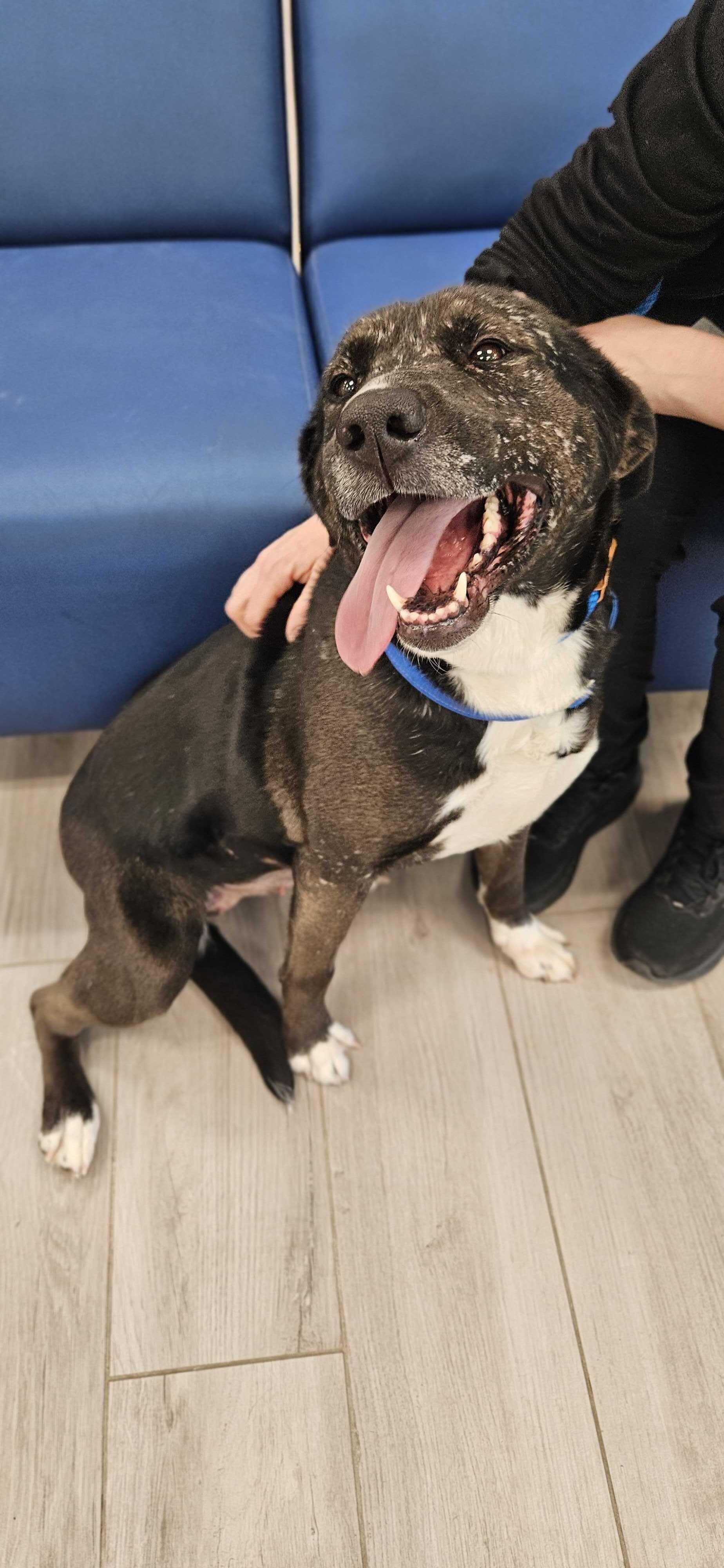 Princess , Adoptable, Adult Female Black Labrador Retriever.