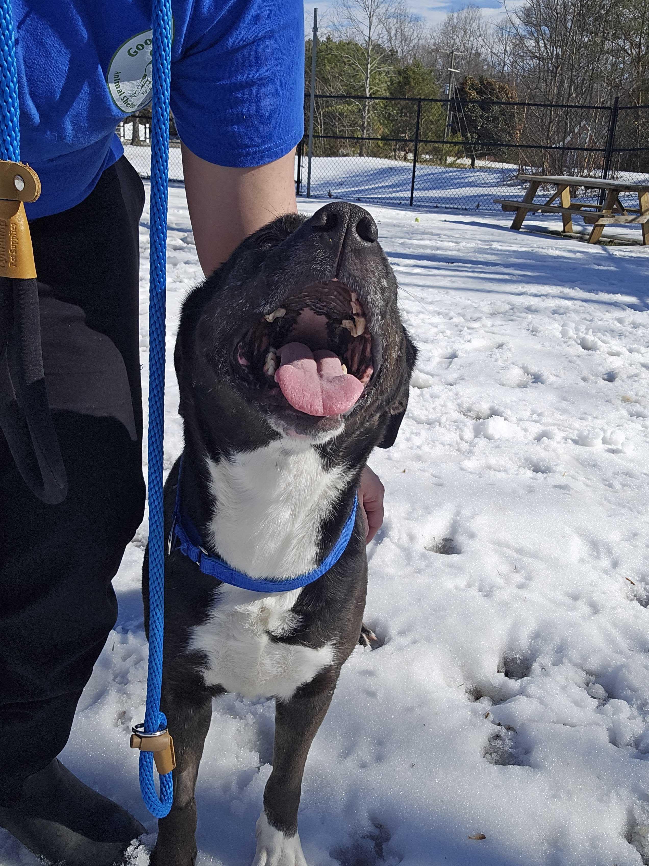 Enlarge Princess , a Adoptable mixed breed in Maidens, VA image 3/6