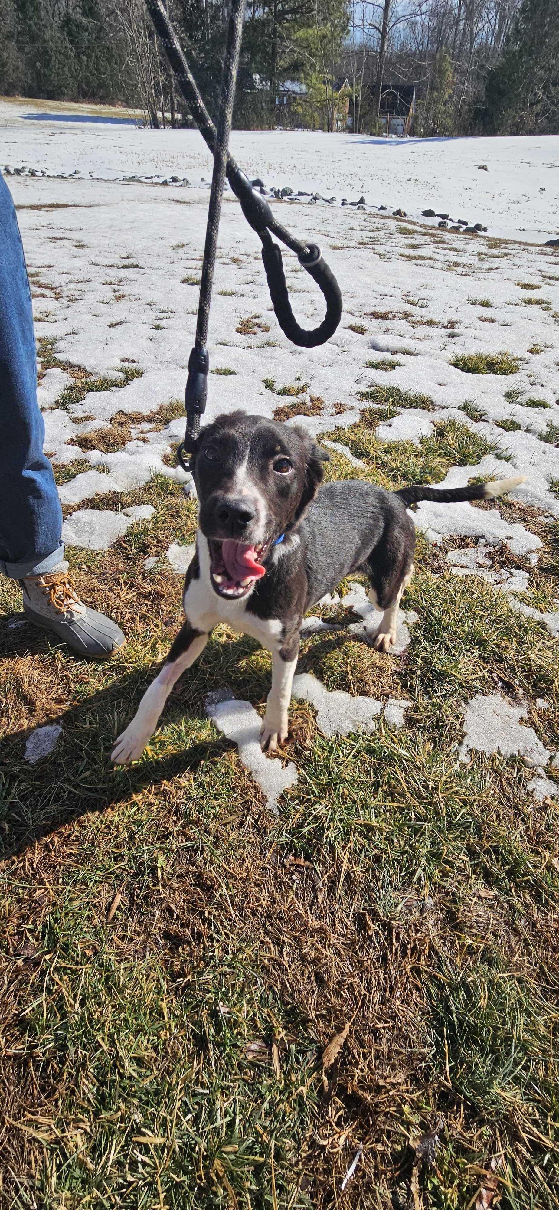 Enlarge Princess , a Adoptable mixed breed in Maidens, VA image 6/6