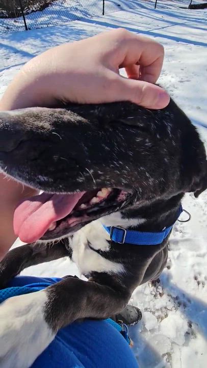 Enlarge Princess , a Adoptable mixed breed in Maidens, VA video 2/6