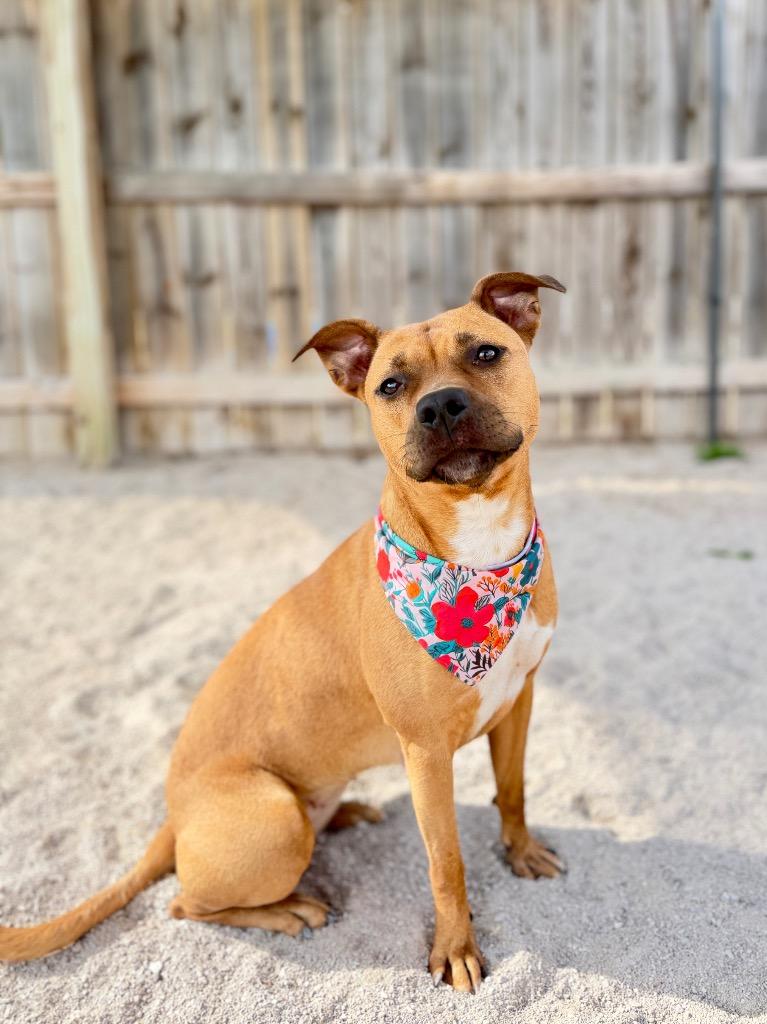 Brandi, Adoptable, Young Female Mixed Breed.