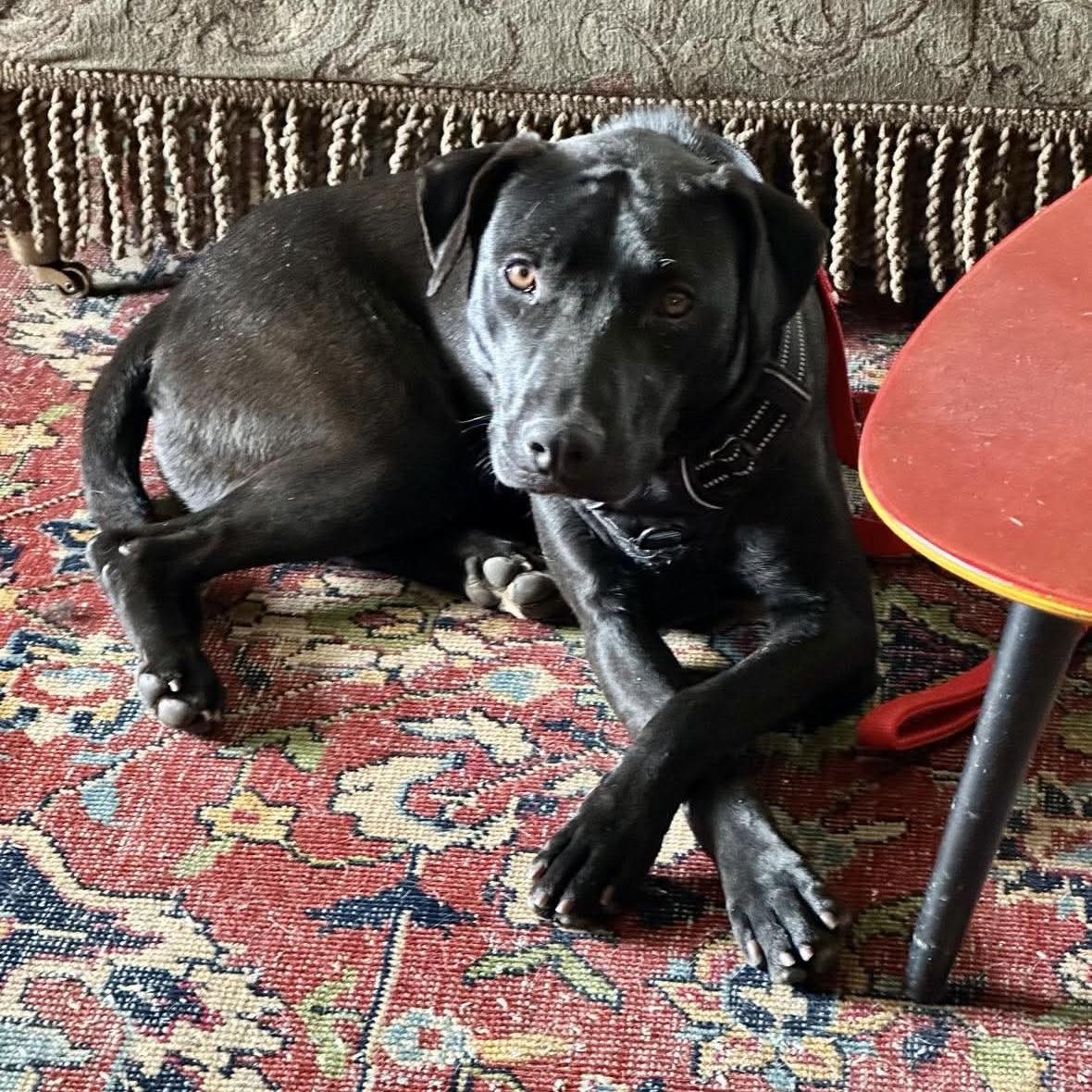 Enlarge Polly, a ADOPTABLE mixed breed in Windsor, ON image 2/6