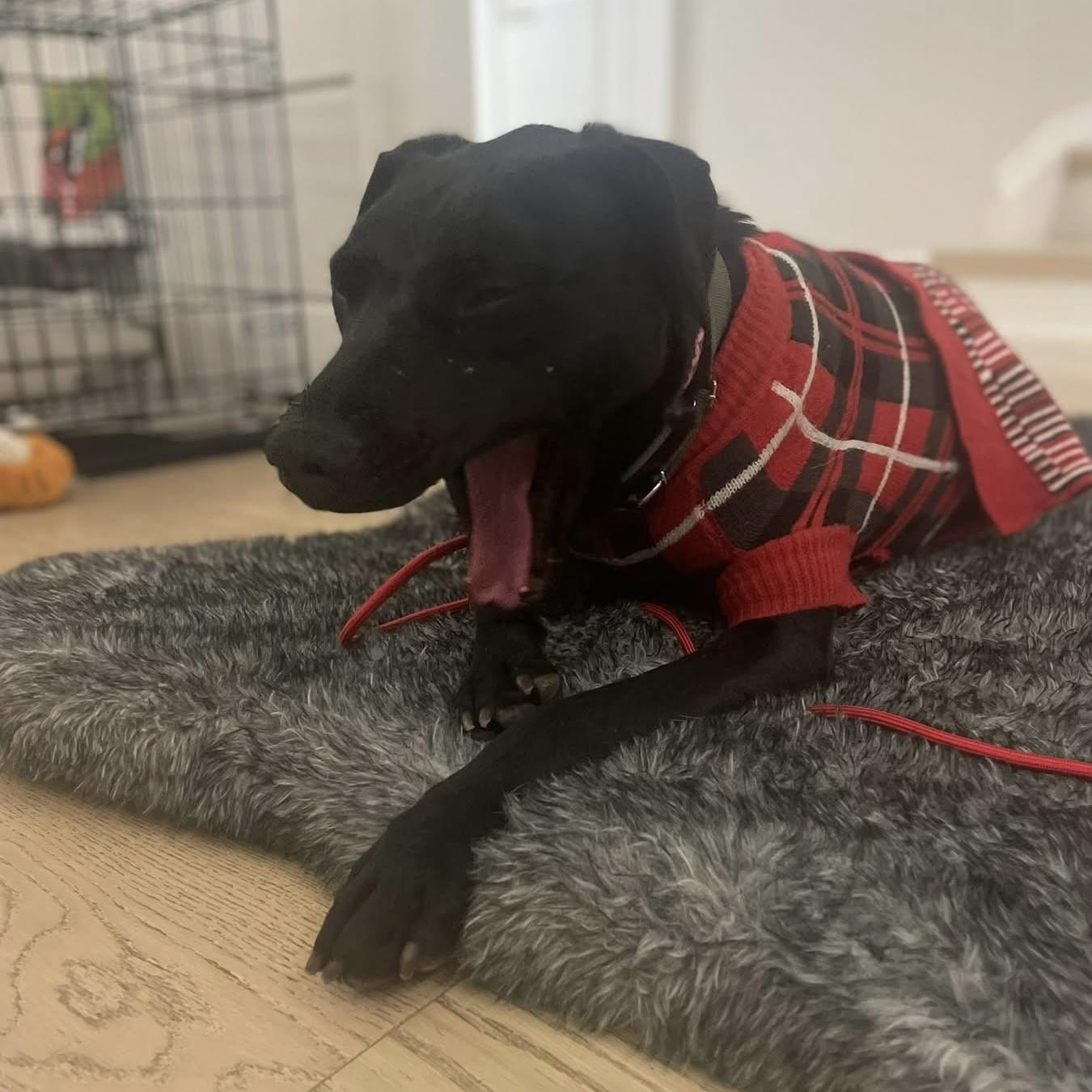 Enlarge Polly, a ADOPTABLE mixed breed in Windsor, ON image 4/6