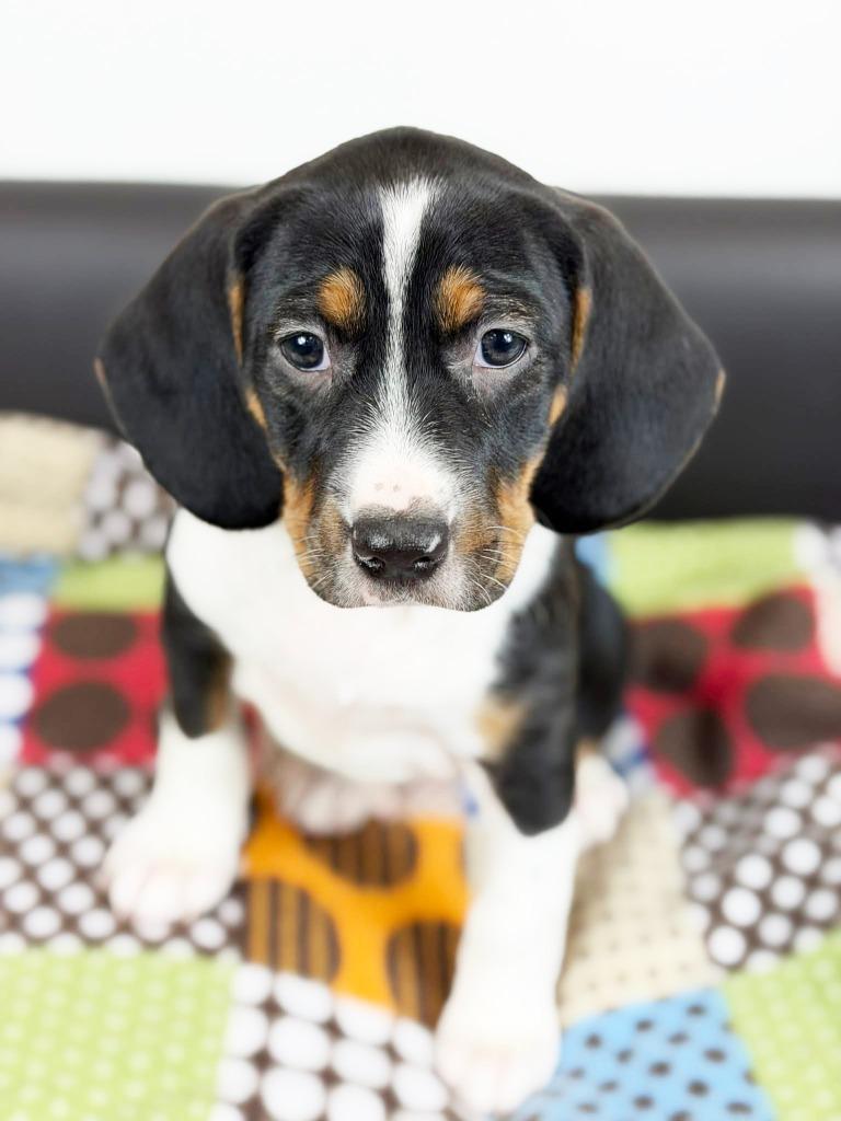 Retro Toy Litter  thumbnail 2