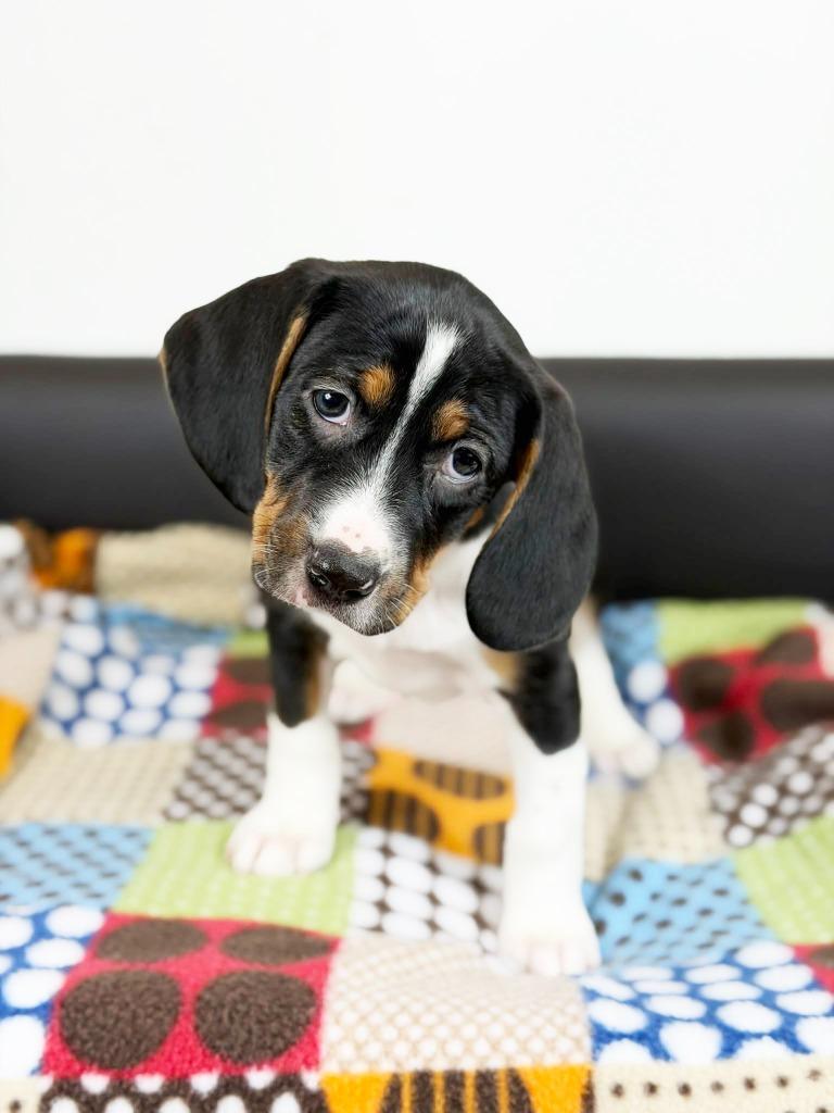 Retro Toy Litter  thumbnail 3