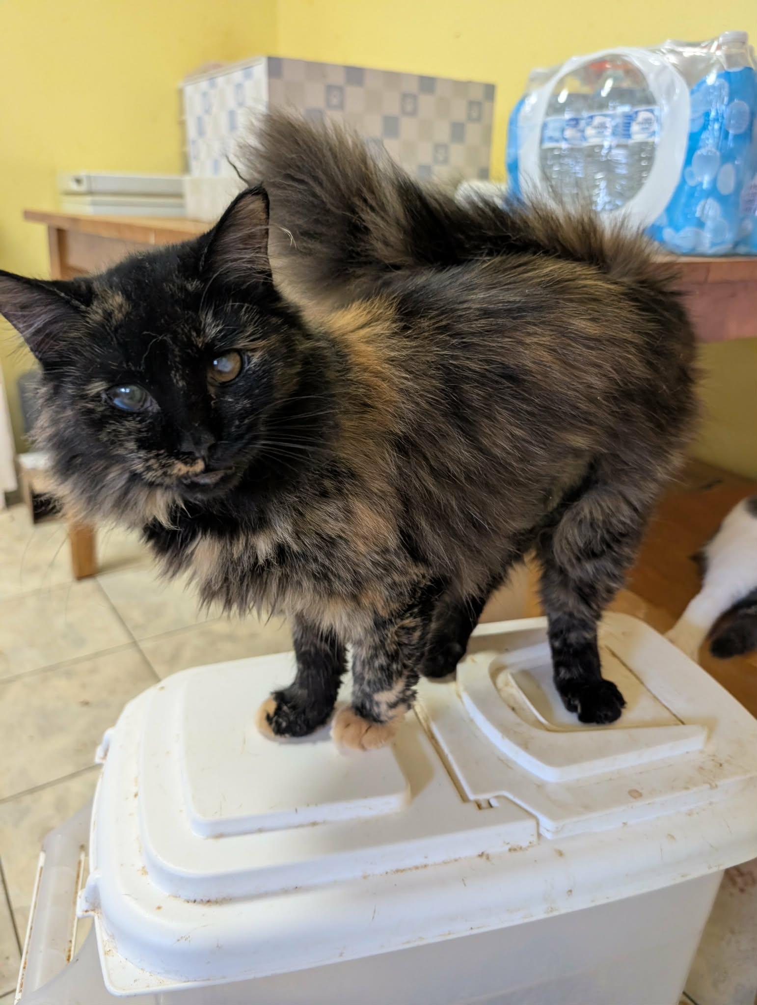 Prissy, an adopted Tortoiseshell in Trinity, NC image 2/3