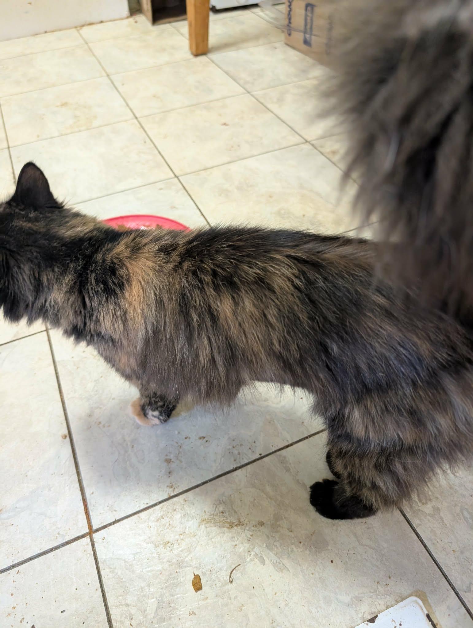 Prissy, adopted, Adult Female Tortoiseshell.