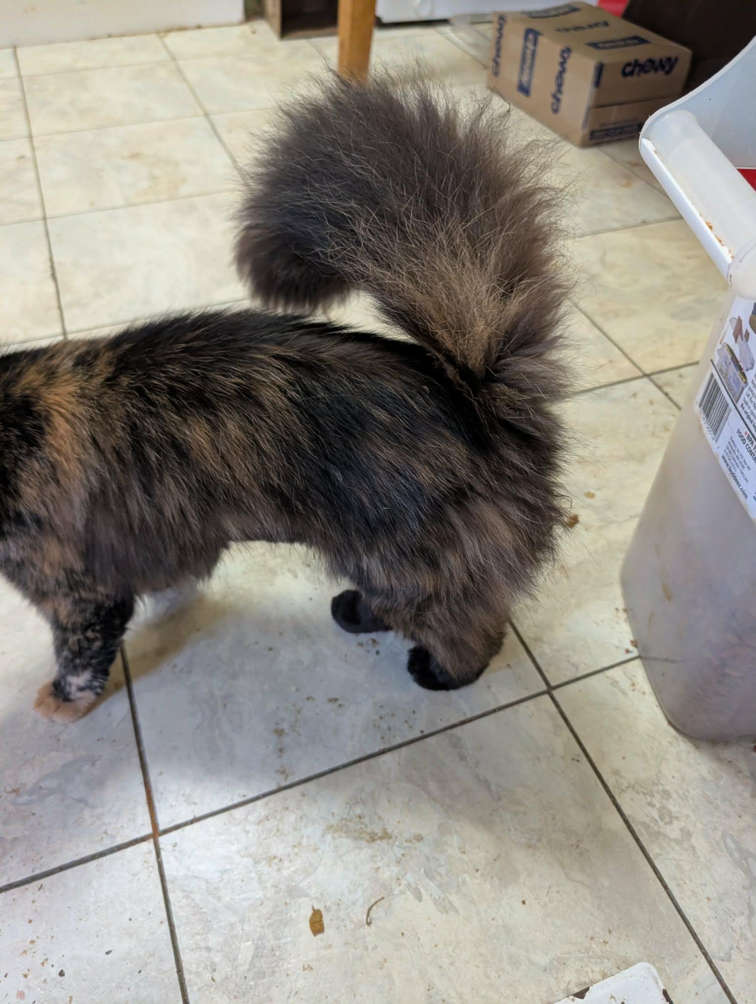 Prissy, an adopted Tortoiseshell in Trinity, NC image 3/3