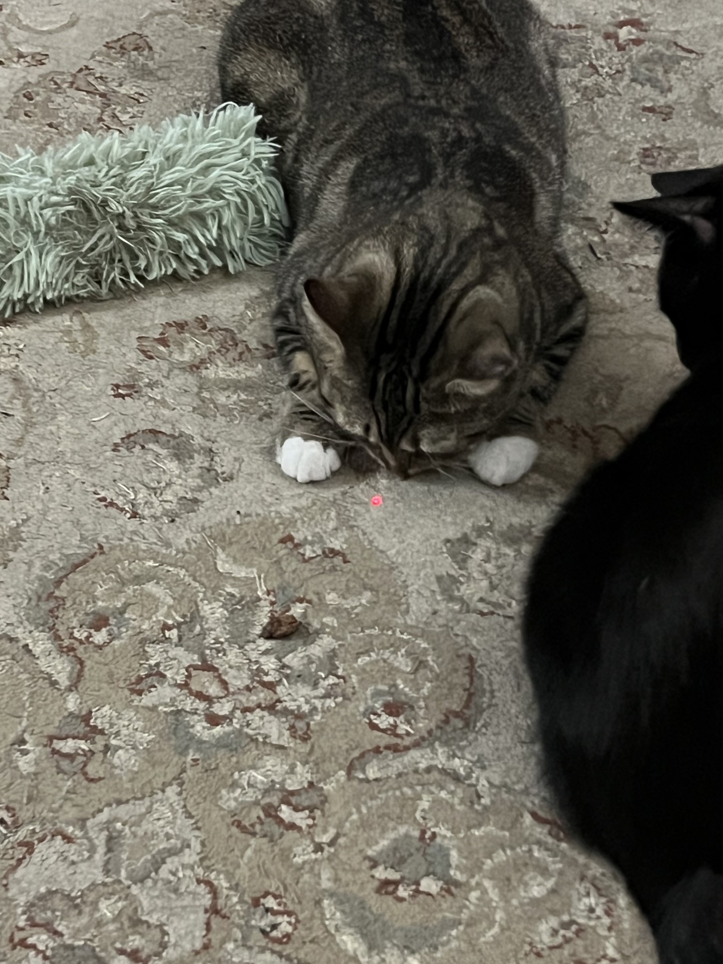 Enlarge April, a Adoptable Domestic Short Hair in Monroe, NY image 5/5