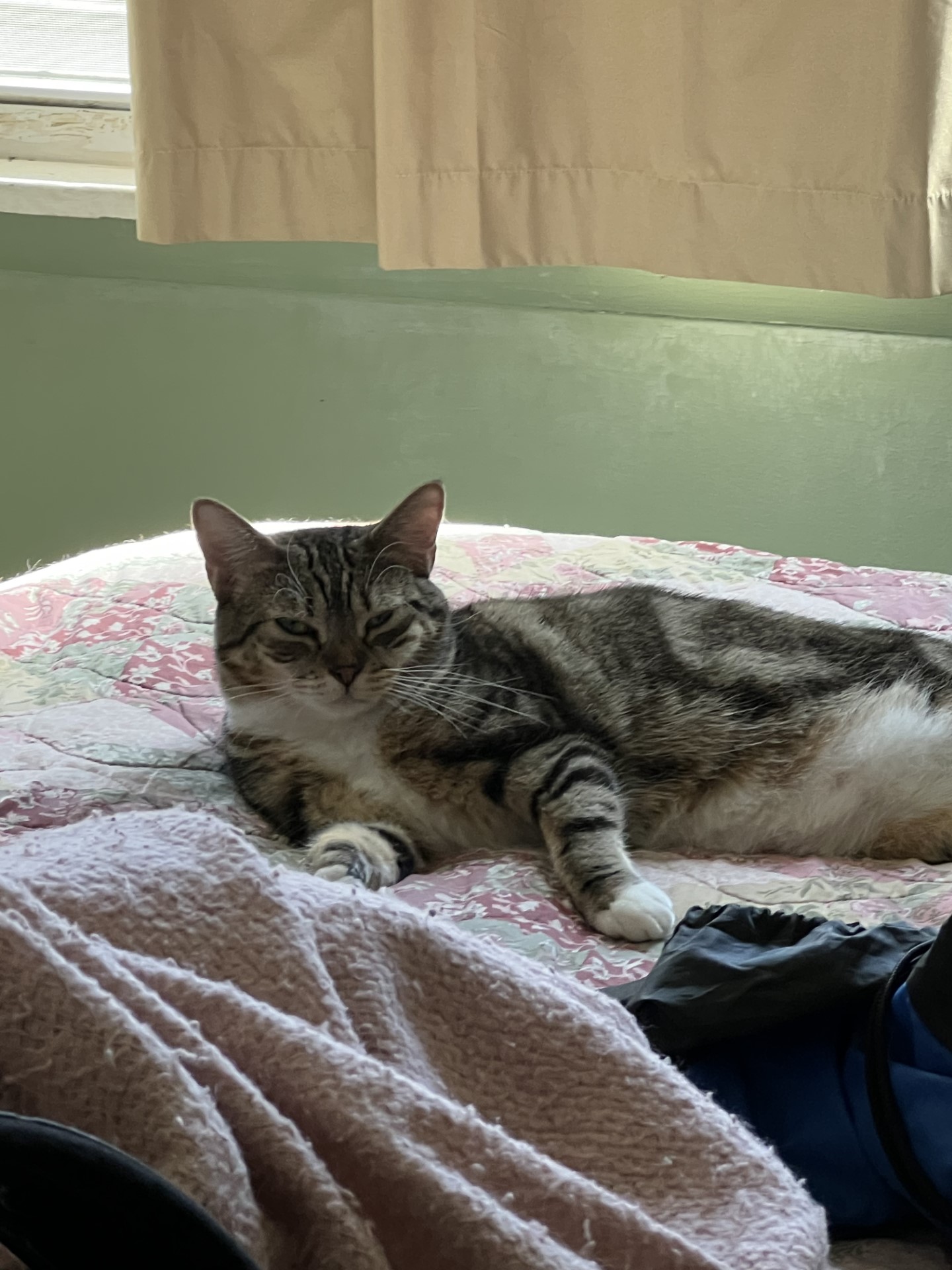 Enlarge April, a Adoptable Domestic Short Hair in Monroe, NY image 3/5