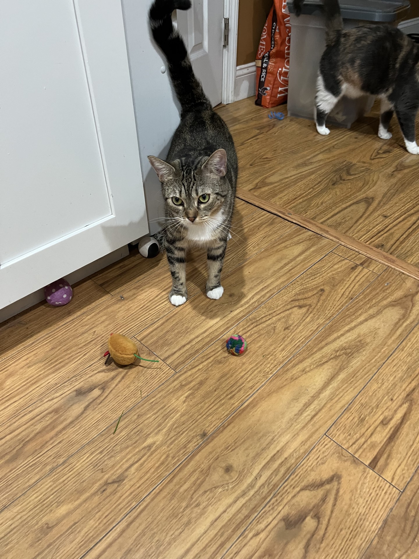 Enlarge April, a Adoptable Domestic Short Hair in Monroe, NY image 4/5