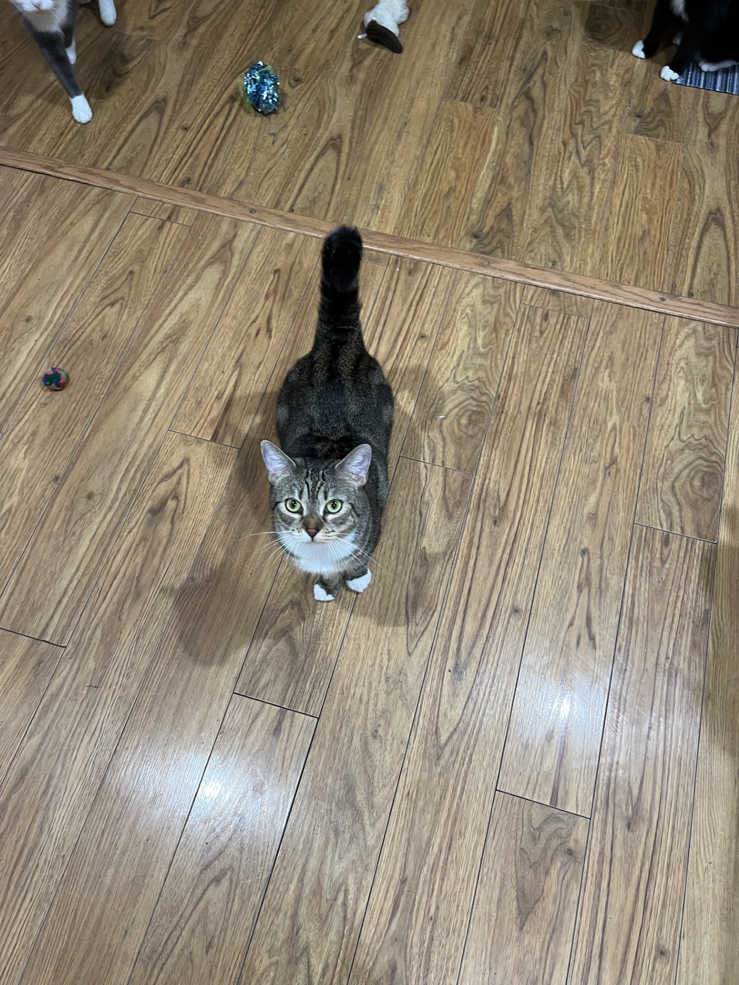 Enlarge April, a Adoptable Domestic Short Hair in Monroe, NY image 2/5