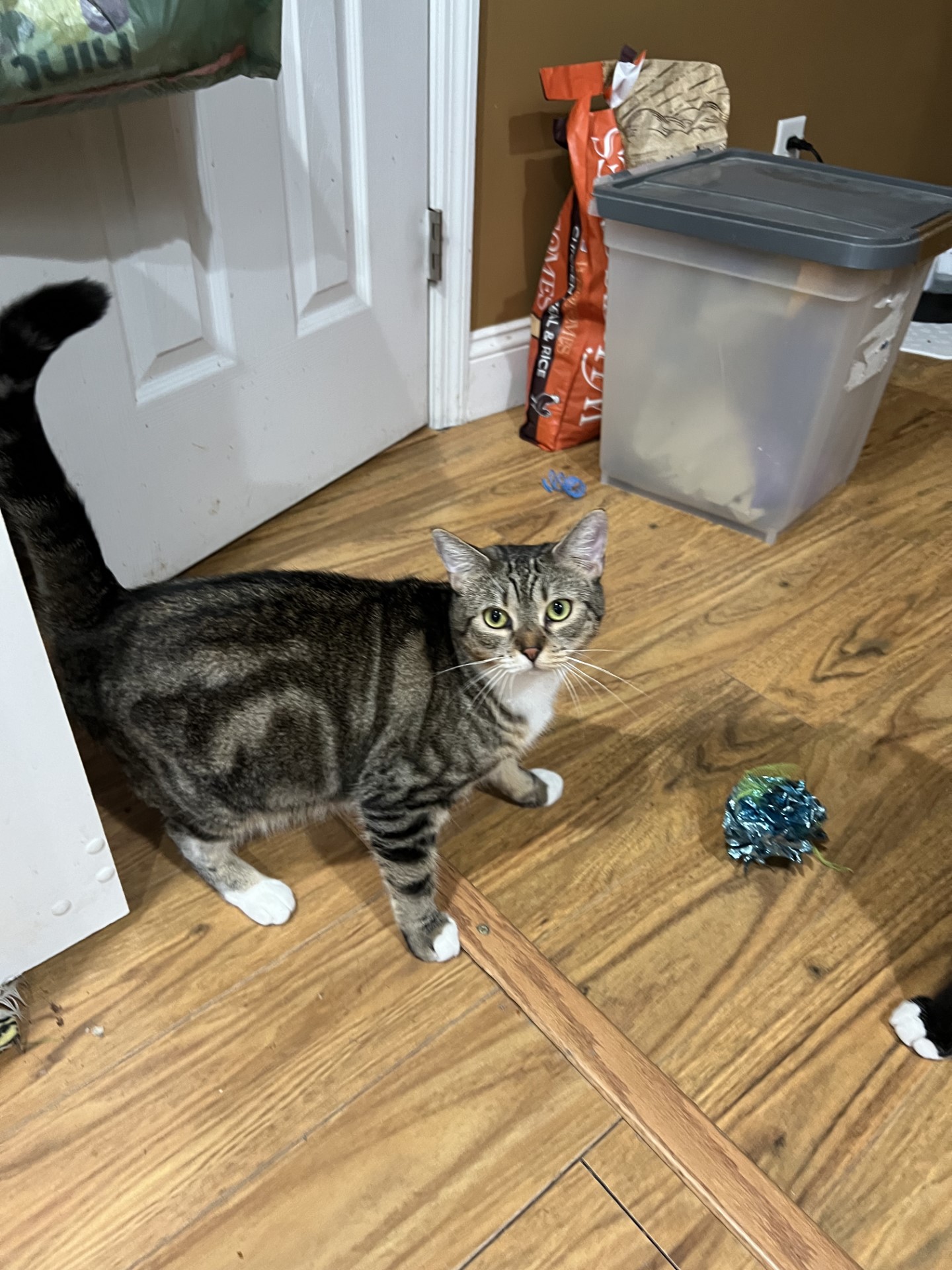 April, Adoptable, Adult Female Domestic Short Hair.