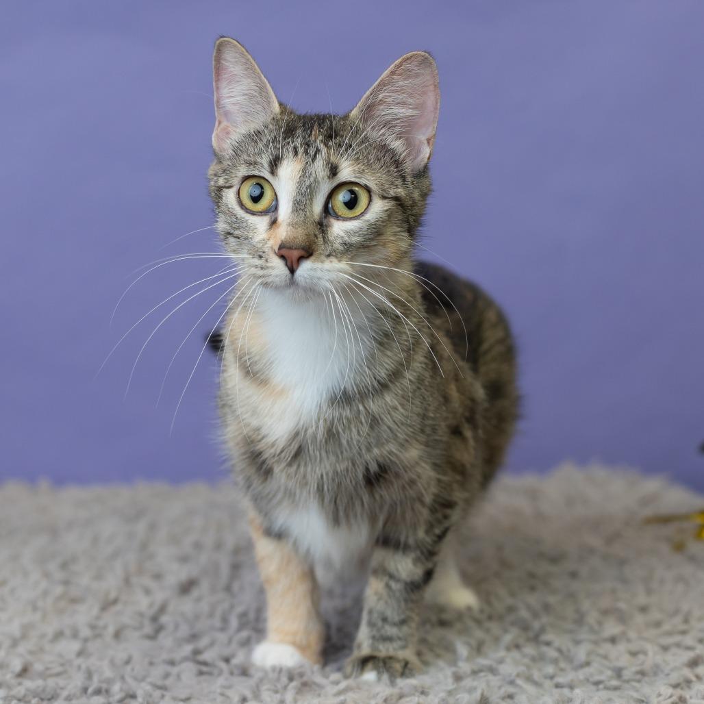 Karina Koshka, a Adoptable Domestic Short Hair in St. Paul, MN image 1/3