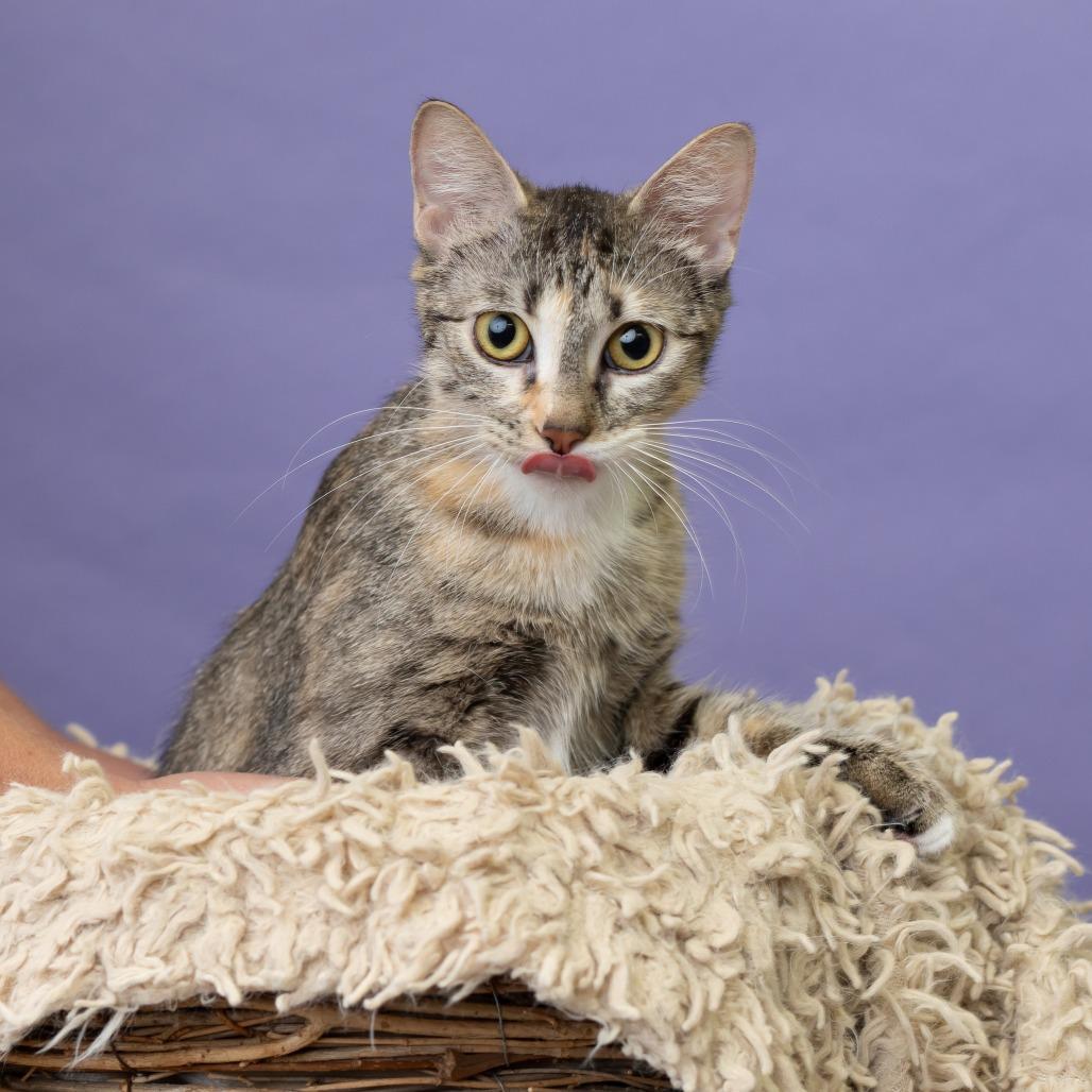Karina Koshka, a Adoptable Domestic Short Hair in St. Paul, MN image 2/3