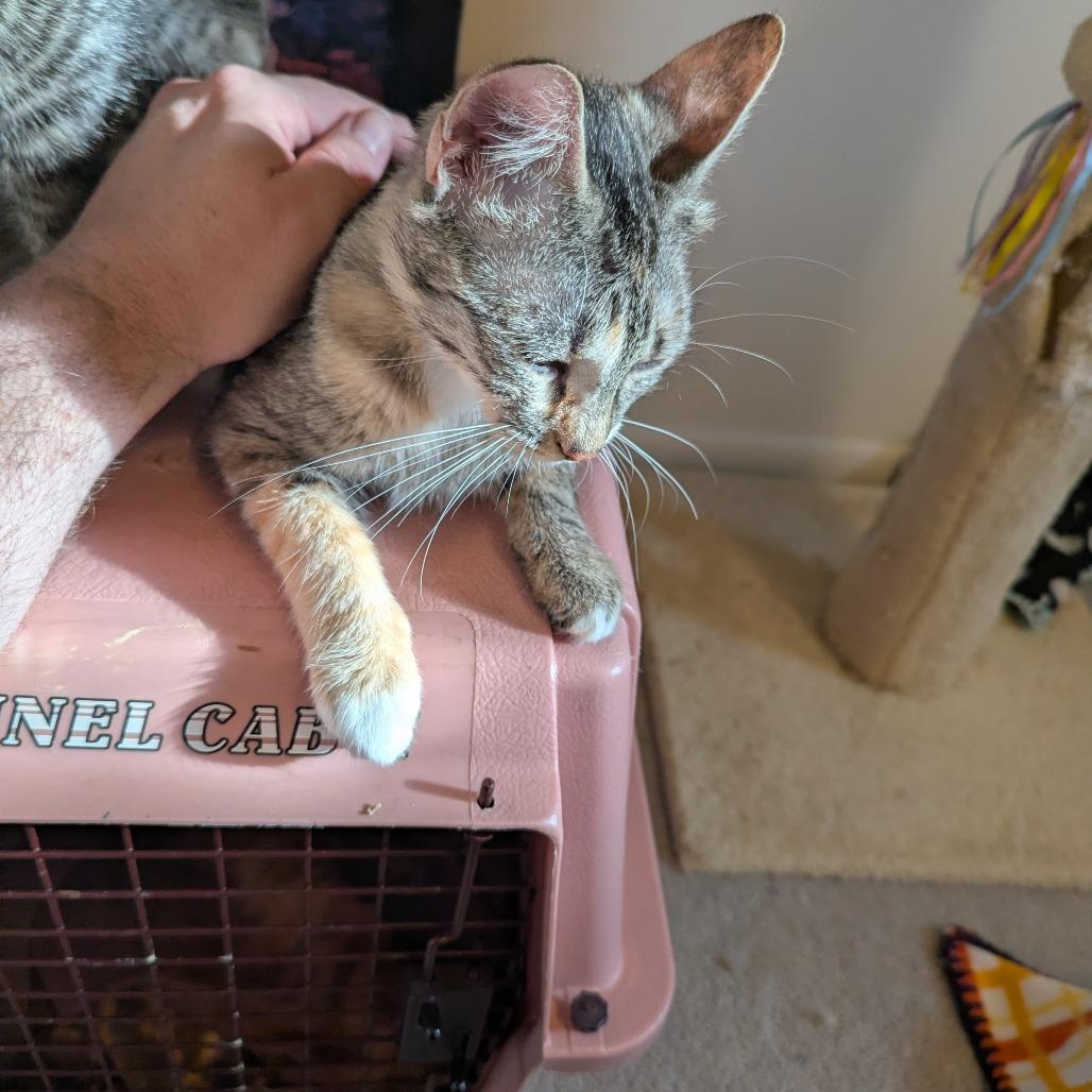 Karina Koshka, a Adoptable Domestic Short Hair in St. Paul, MN image 4/6