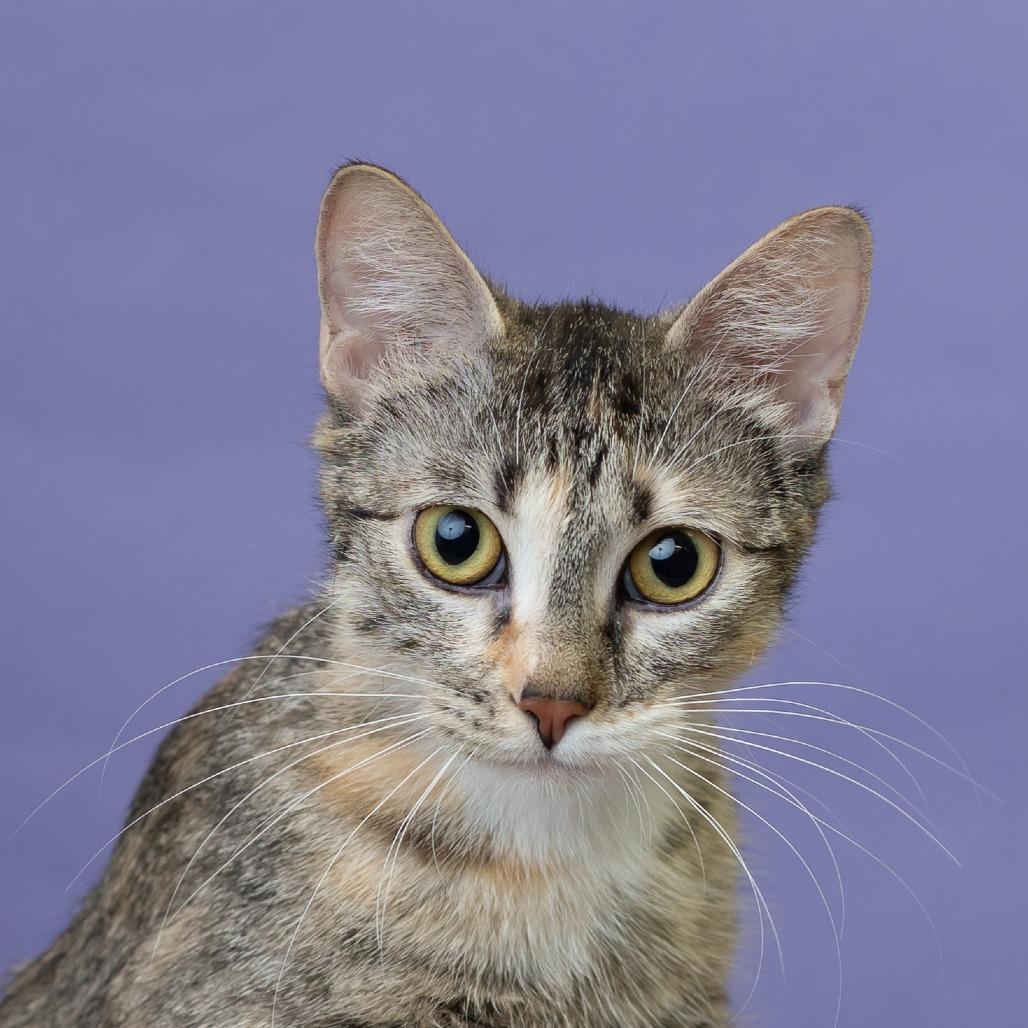 Karina Koshka, a Adoptable Domestic Short Hair in St. Paul, MN image 3/3